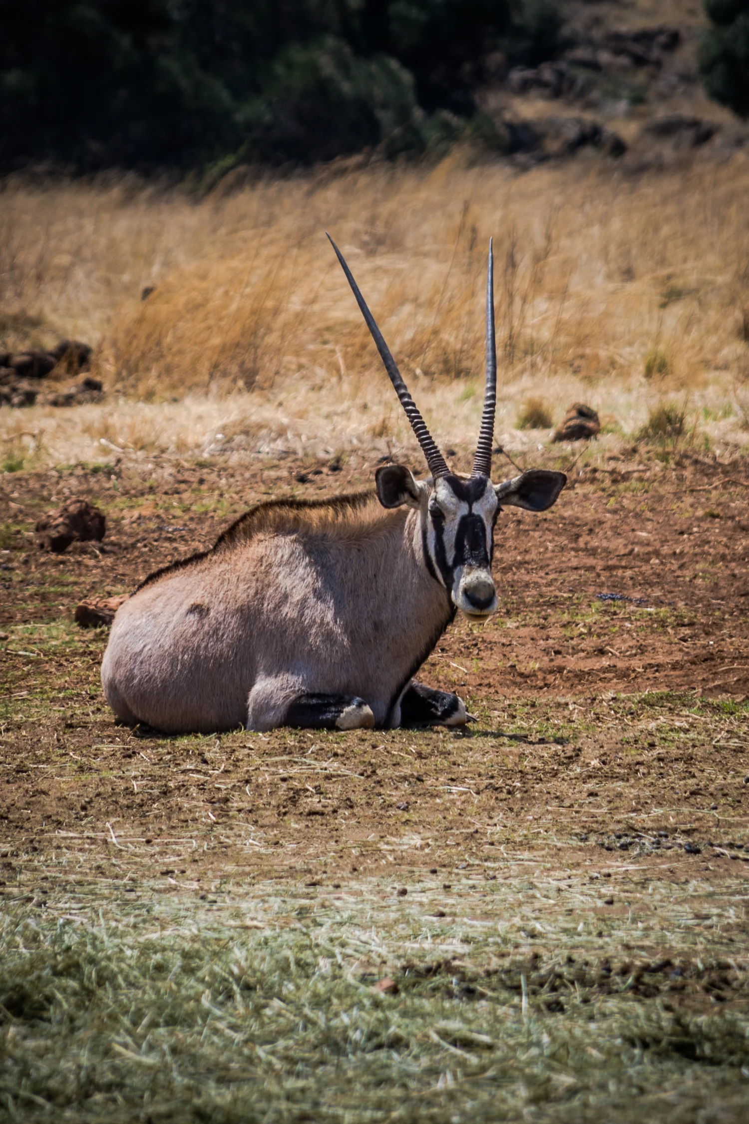 ABS-Travel-Art-Photography-South-Africa-Juhansburg