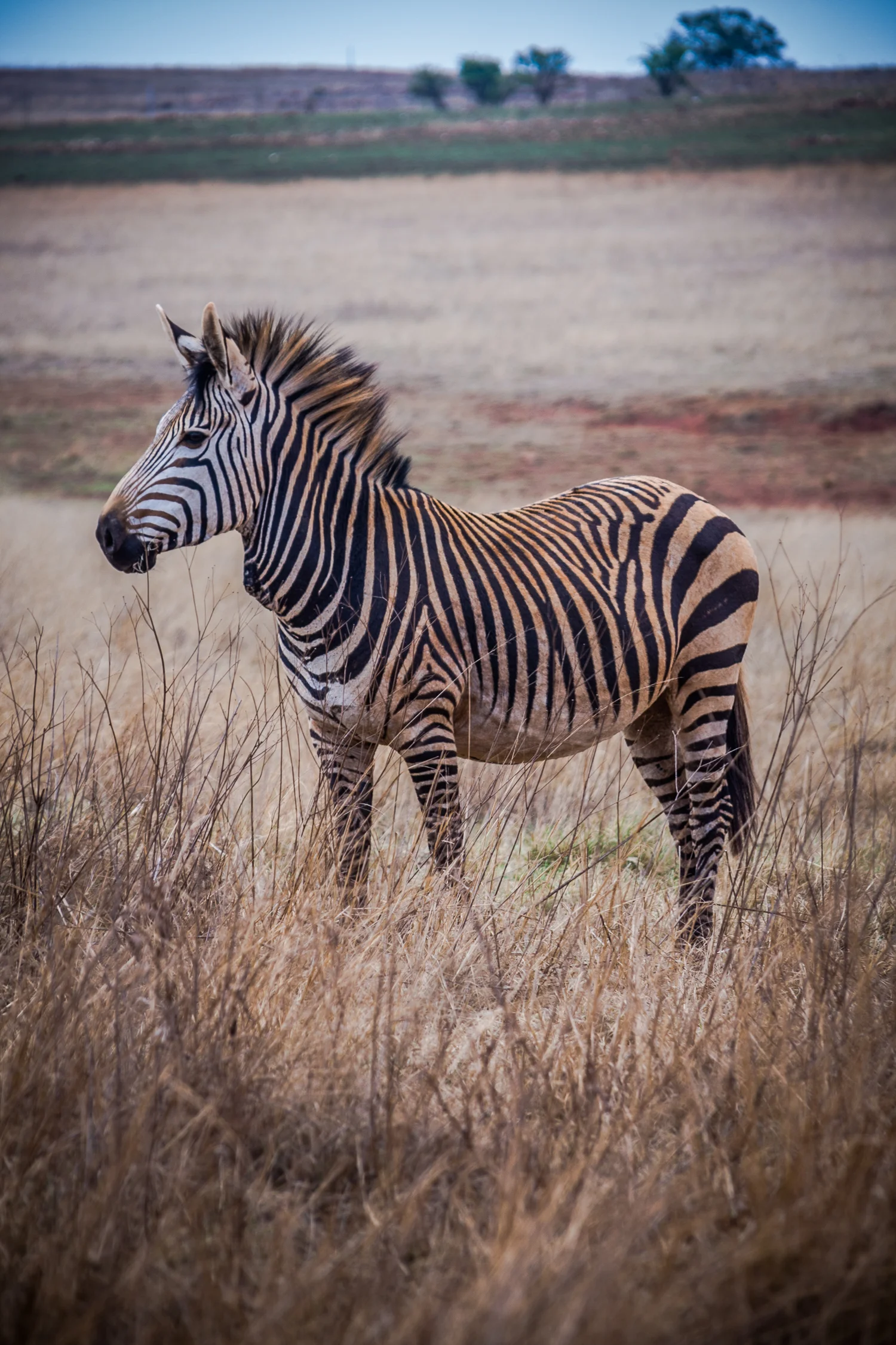ABS-Travel-Art-Photography-South-Africa-Juhansburg