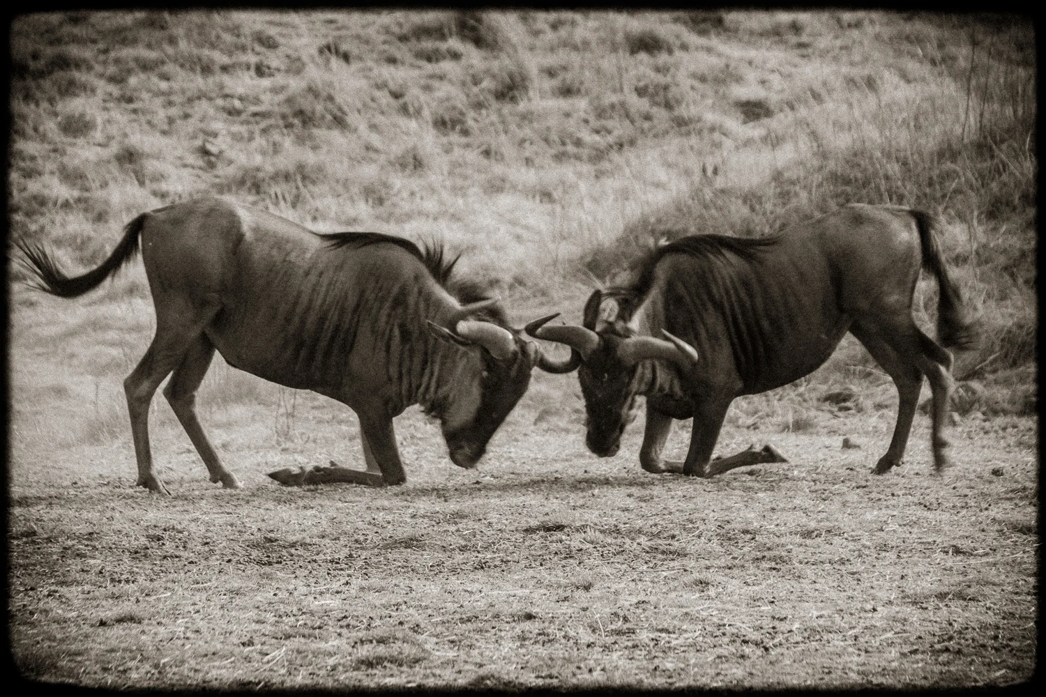 ABS-Travel-Art-Photography-South-Africa-Juhansburg