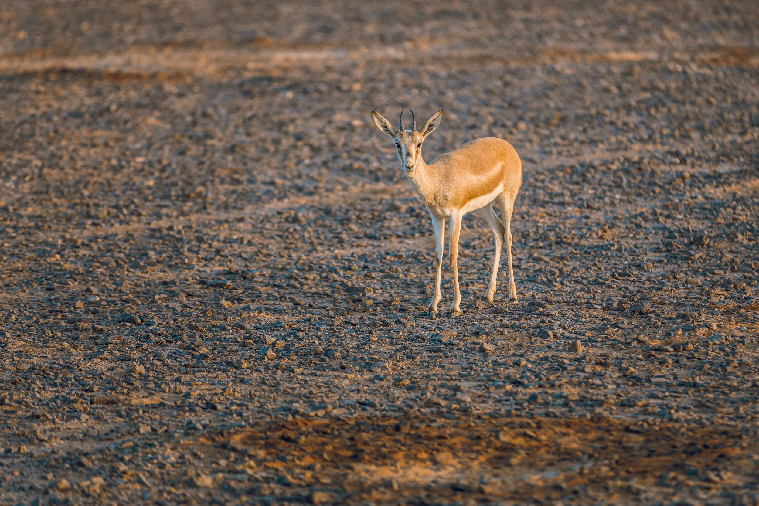 Ali-Barqawi-Studios-Adventure-Travel-Shaumari-Wildlife-Reserve-R