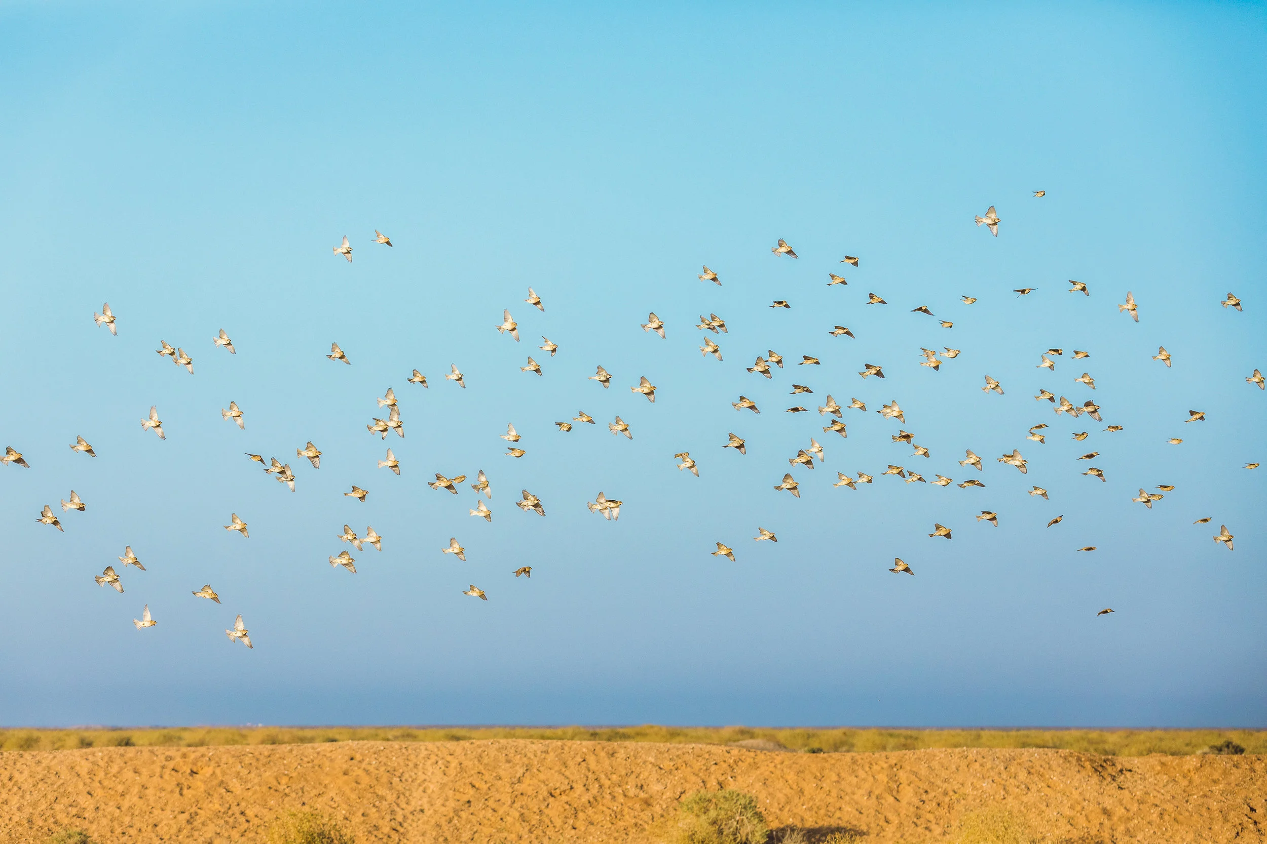 Ali-Barqawi-Studios-Adventure-Travel-Shaumari-Wildlife-Reserve-R