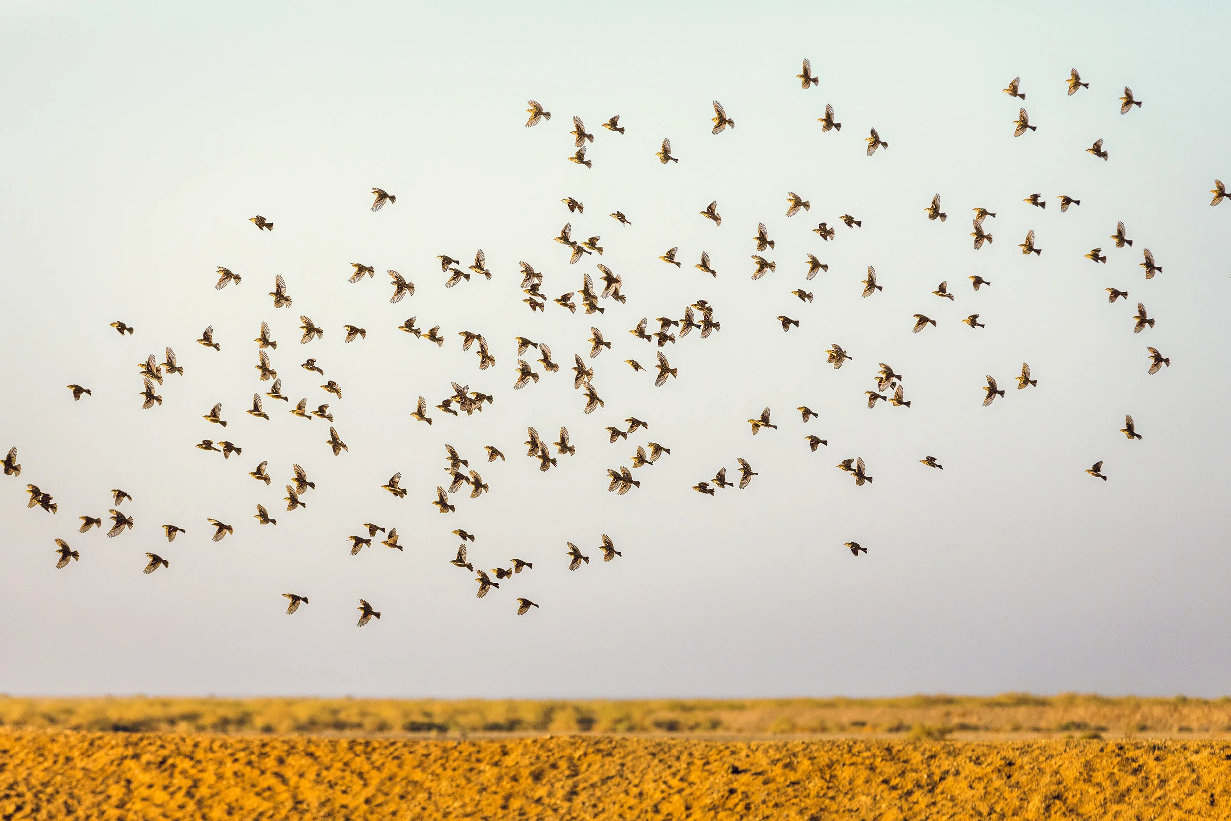 Ali-Barqawi-Studios-Adventure-Travel-Shaumari-Wildlife-Reserve-R