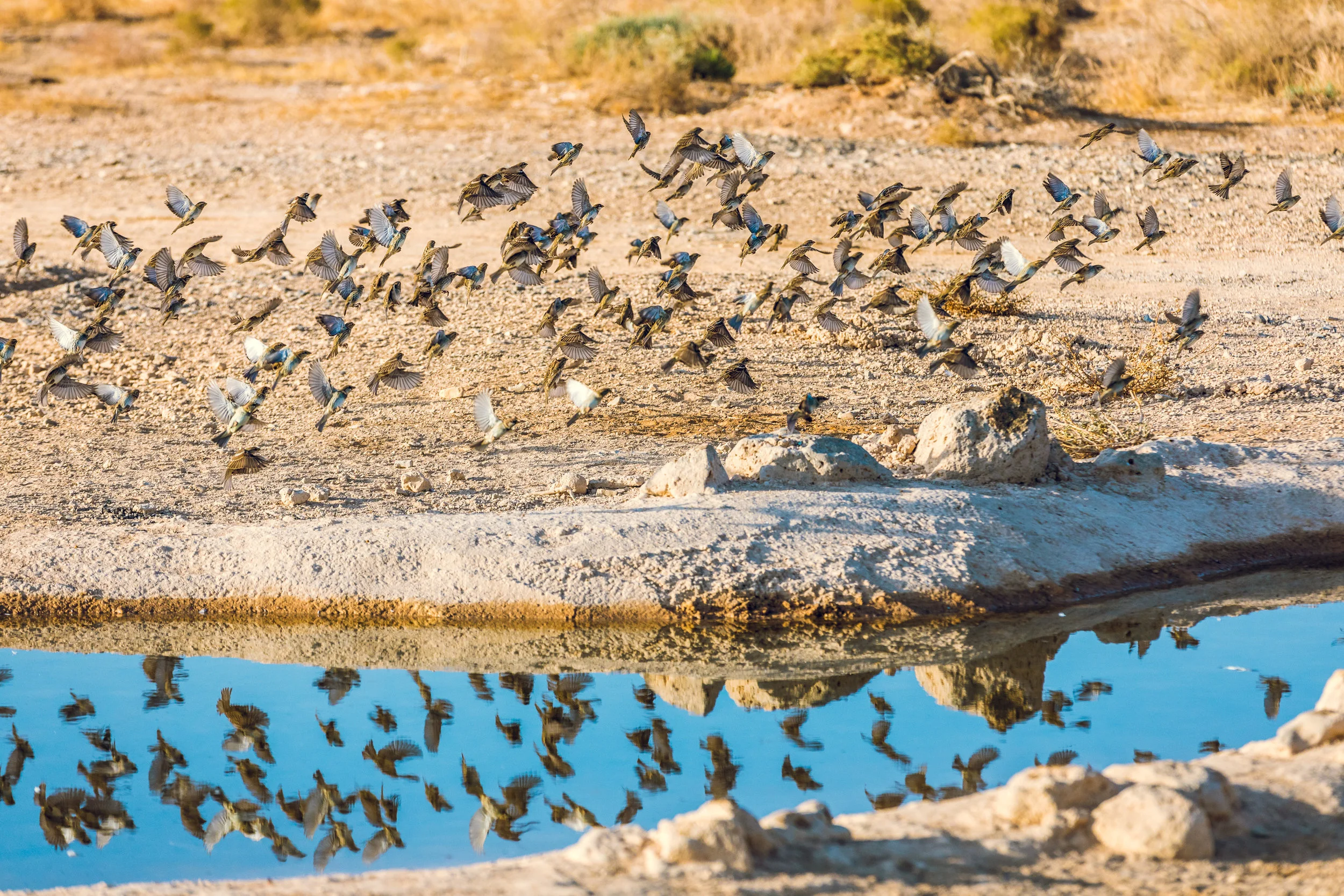 Ali-Barqawi-Studios-Adventure-Travel-Shaumari-Wildlife-Reserve-R