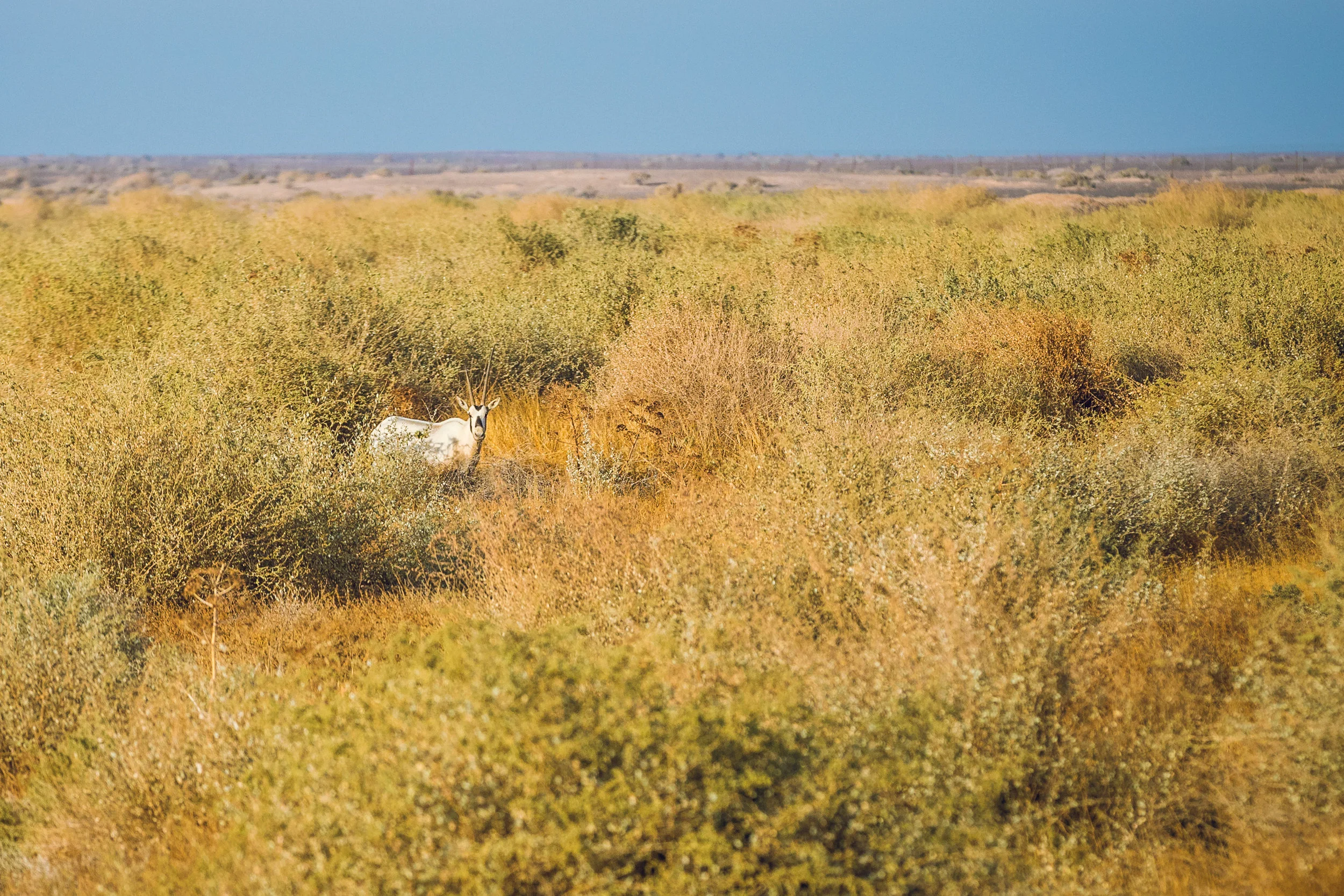 Ali-Barqawi-Studios-Adventure-Travel-Shaumari-Wildlife-Reserve-R
