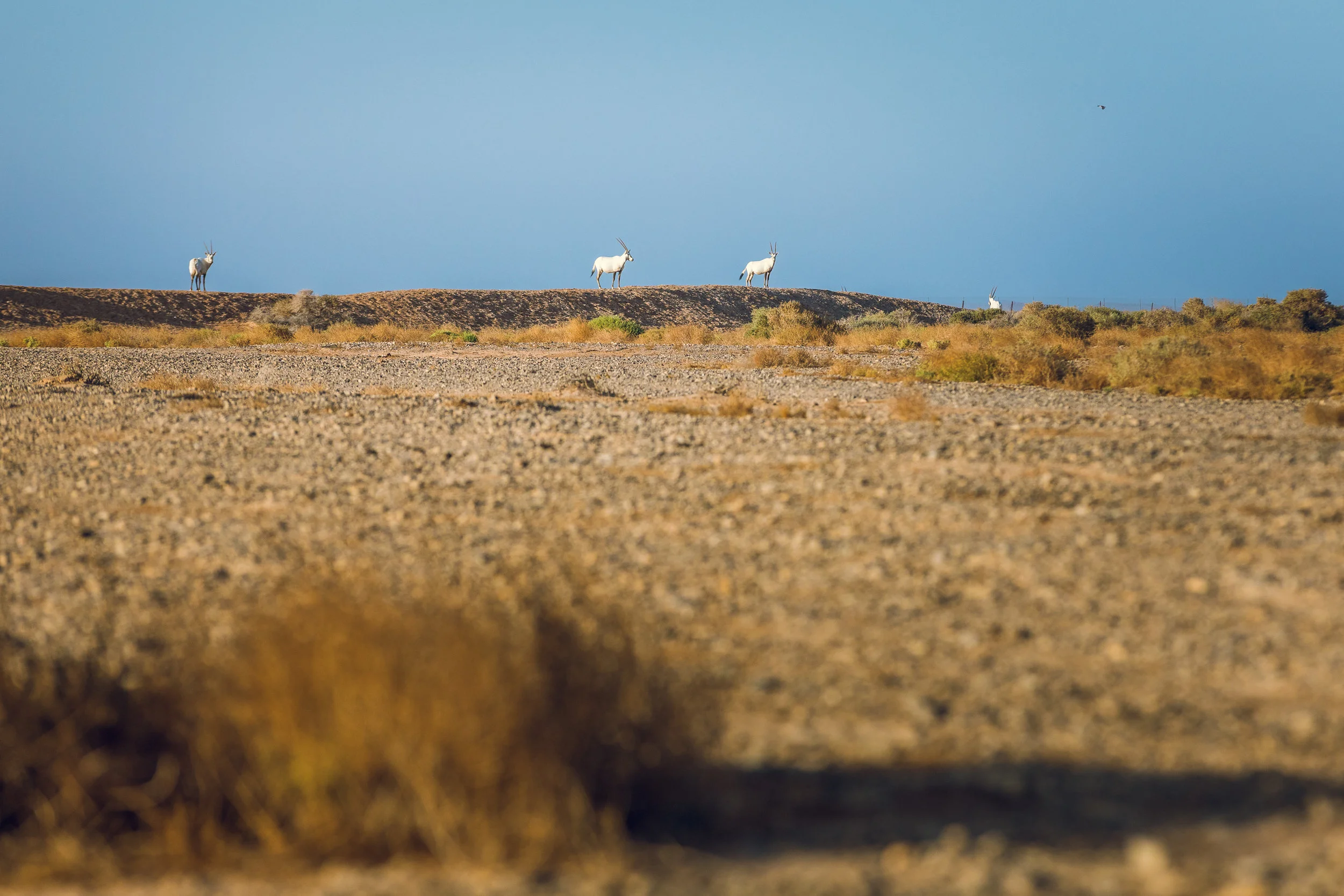 Ali-Barqawi-Studios-Adventure-Travel-Shaumari-Wildlife-Reserve-R