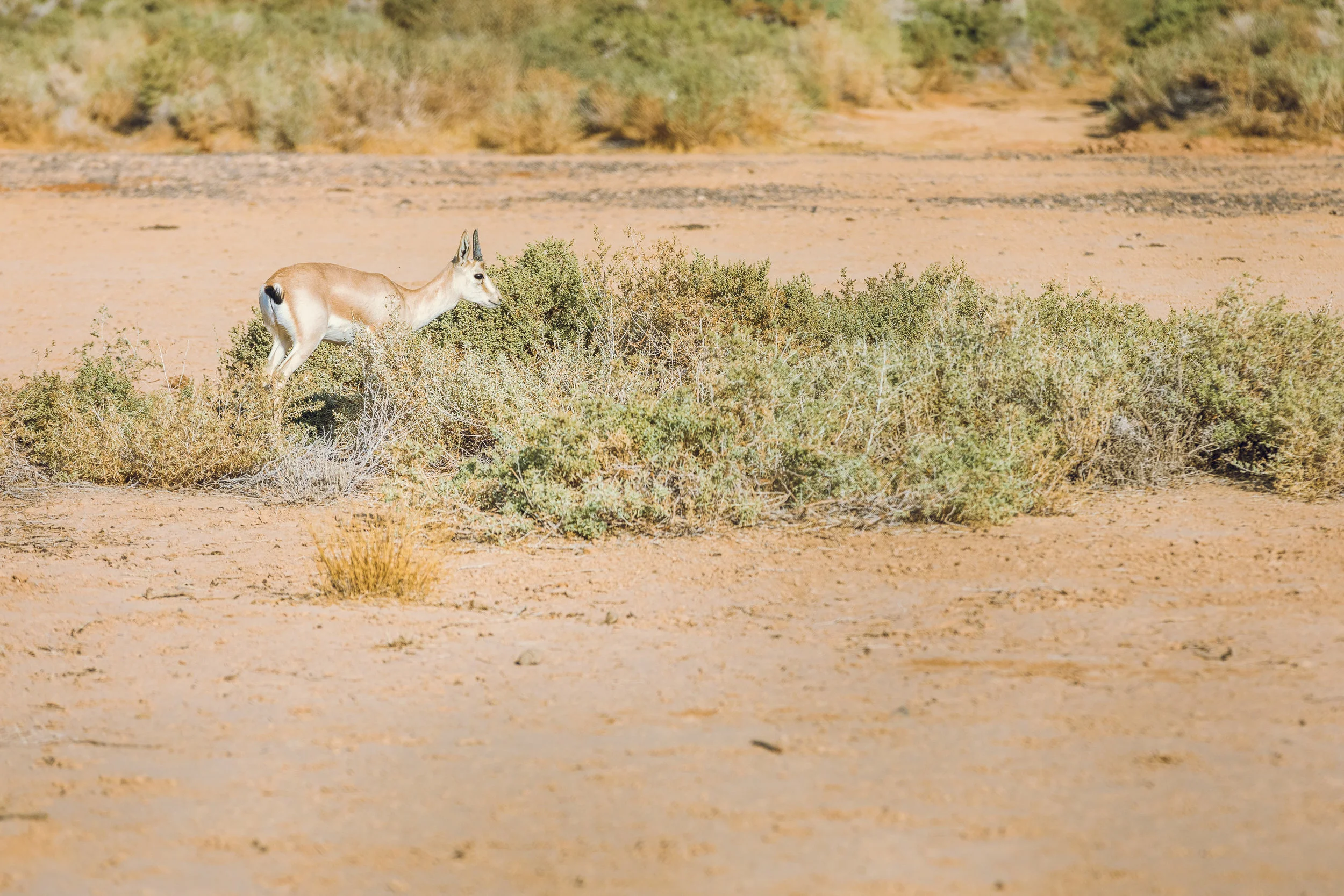 Ali-Barqawi-Studios-Adventure-Travel-Shaumari-Wildlife-Reserve-R