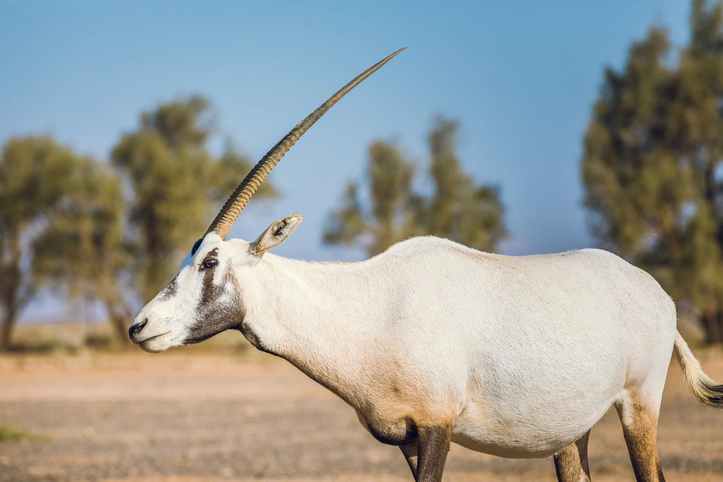 Ali-Barqawi-Studios-Adventure-Travel-Shaumari-Wildlife-Reserve-R