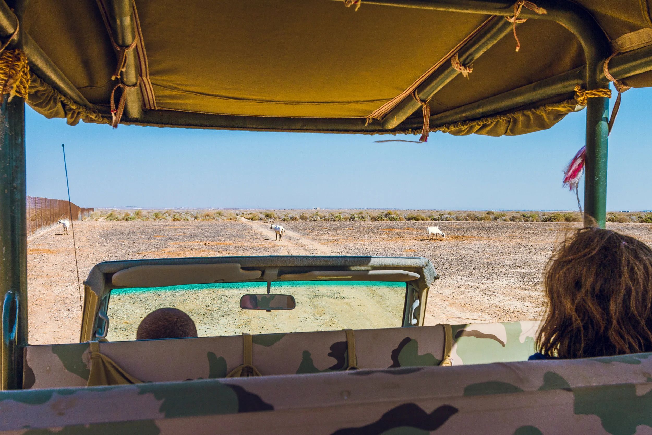 Ali-Barqawi-Studios-Adventure-Travel-Shaumari-Wildlife-Reserve-R