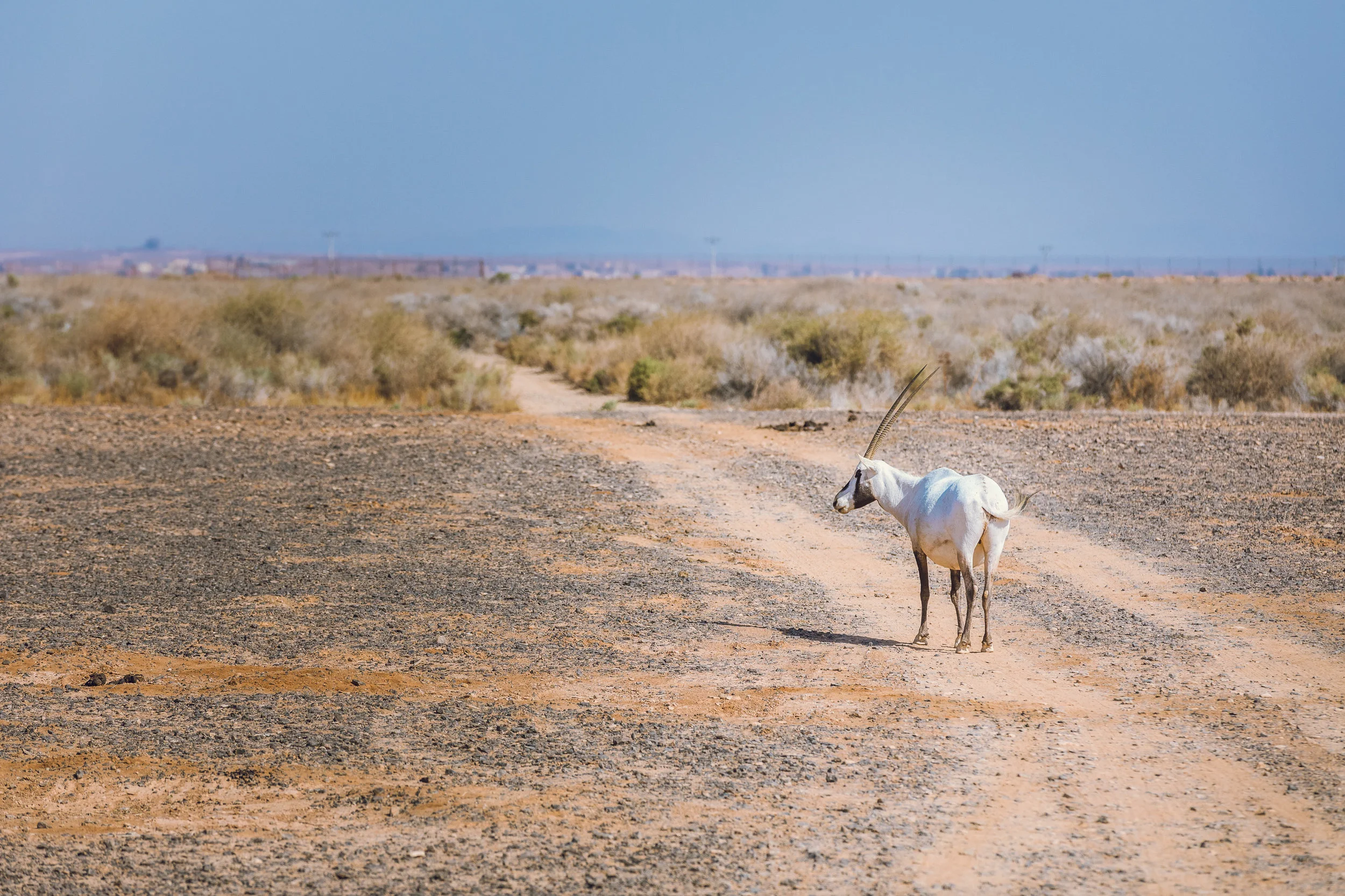 Ali-Barqawi-Studios-Adventure-Travel-Shaumari-Wildlife-Reserve-R