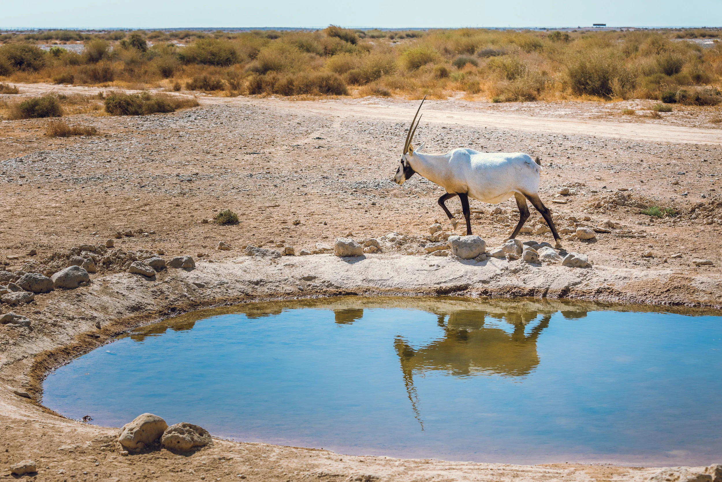 Ali-Barqawi-Studios-Adventure-Travel-Shaumari-Wildlife-Reserve-R