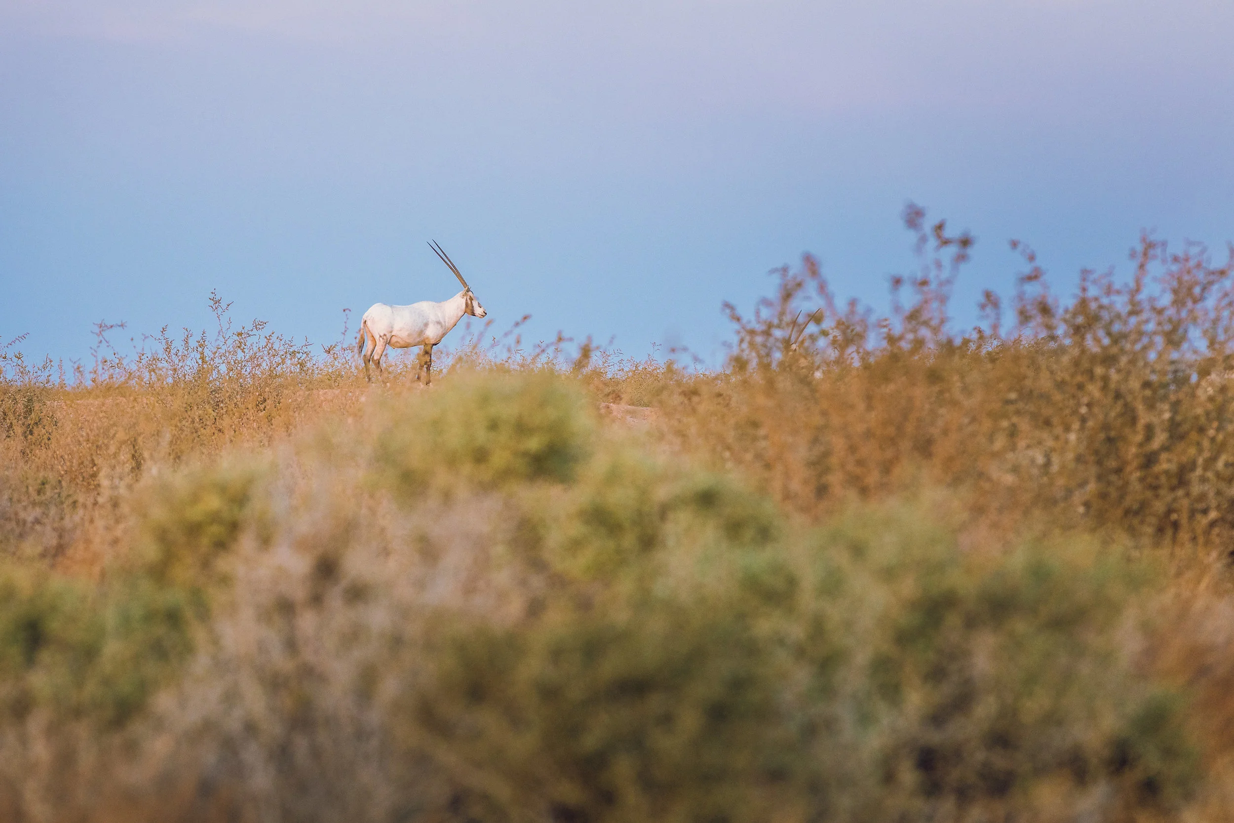 Ali-Barqawi-Studios-Adventure-Travel-Shaumari-Wildlife-Reserve-R