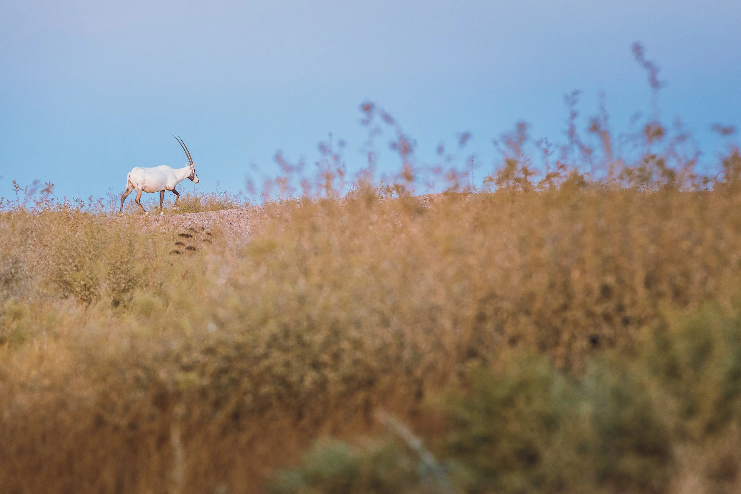 Ali-Barqawi-Studios-Adventure-Travel-Shaumari-Wildlife-Reserve-R