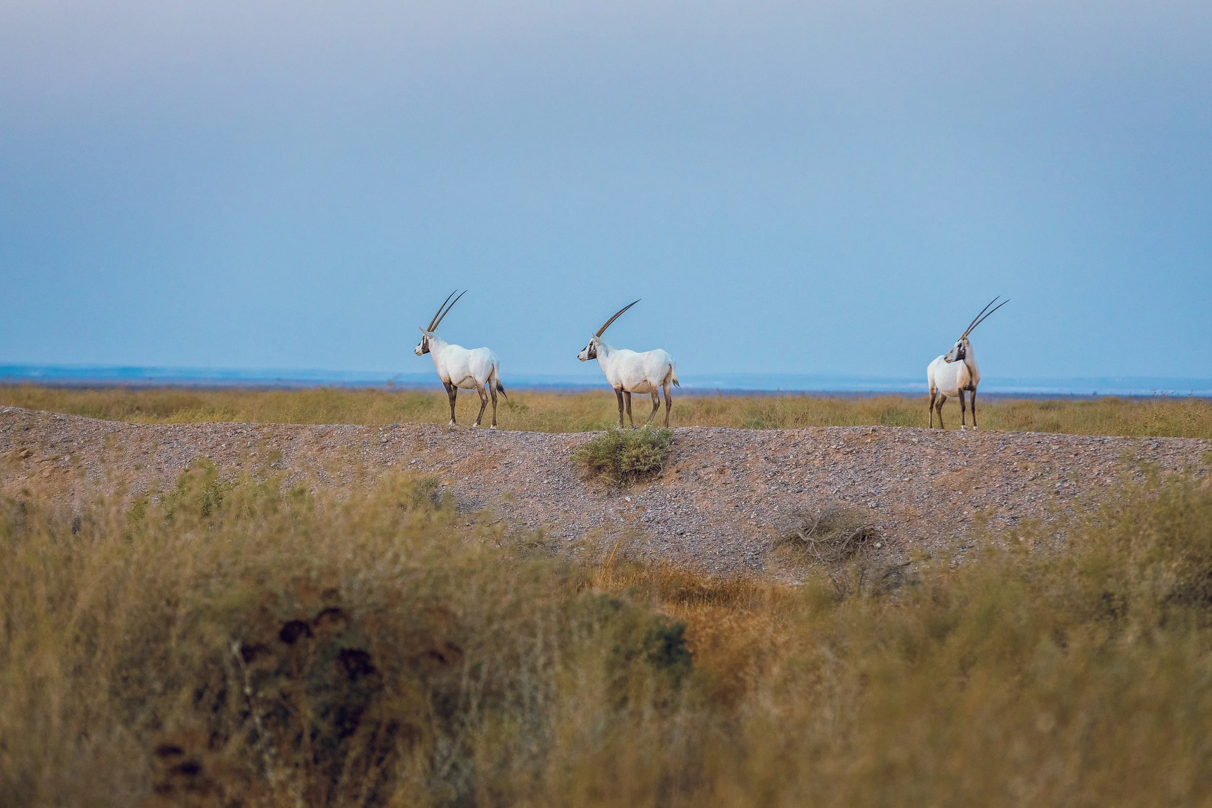 Ali-Barqawi-Studios-Adventure-Travel-Shaumari-Wildlife-Reserve-R