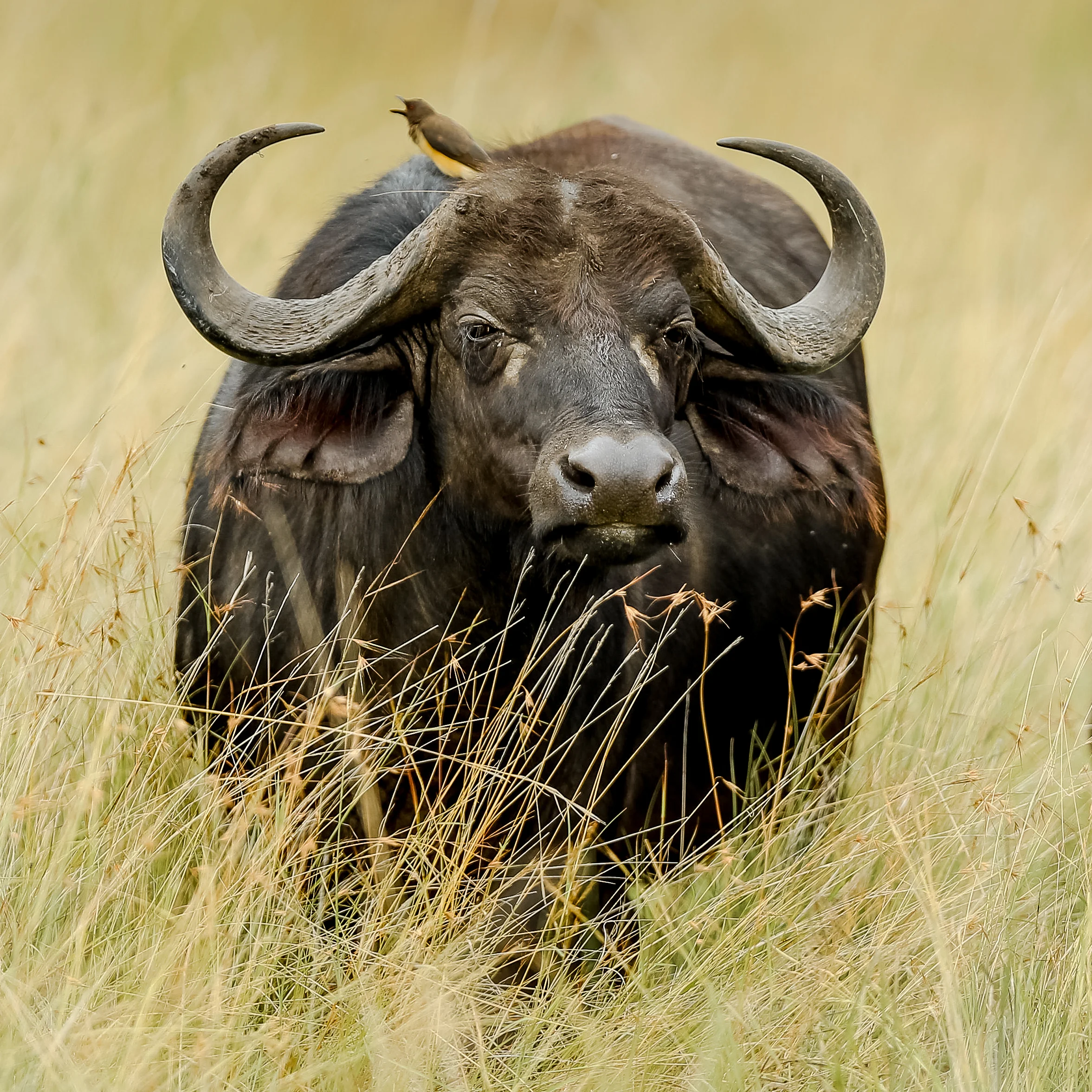 African Buffalo-0681.jpg