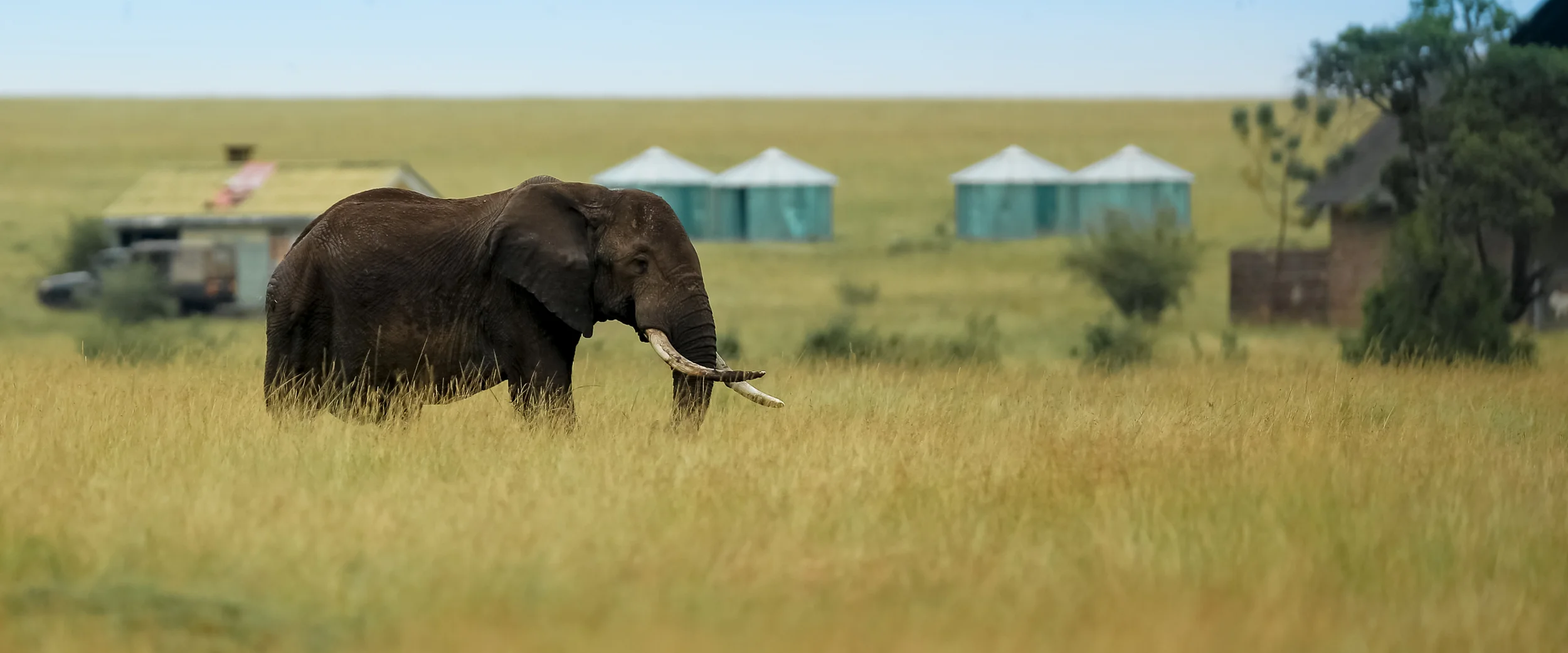 African Elephant-0656.jpg