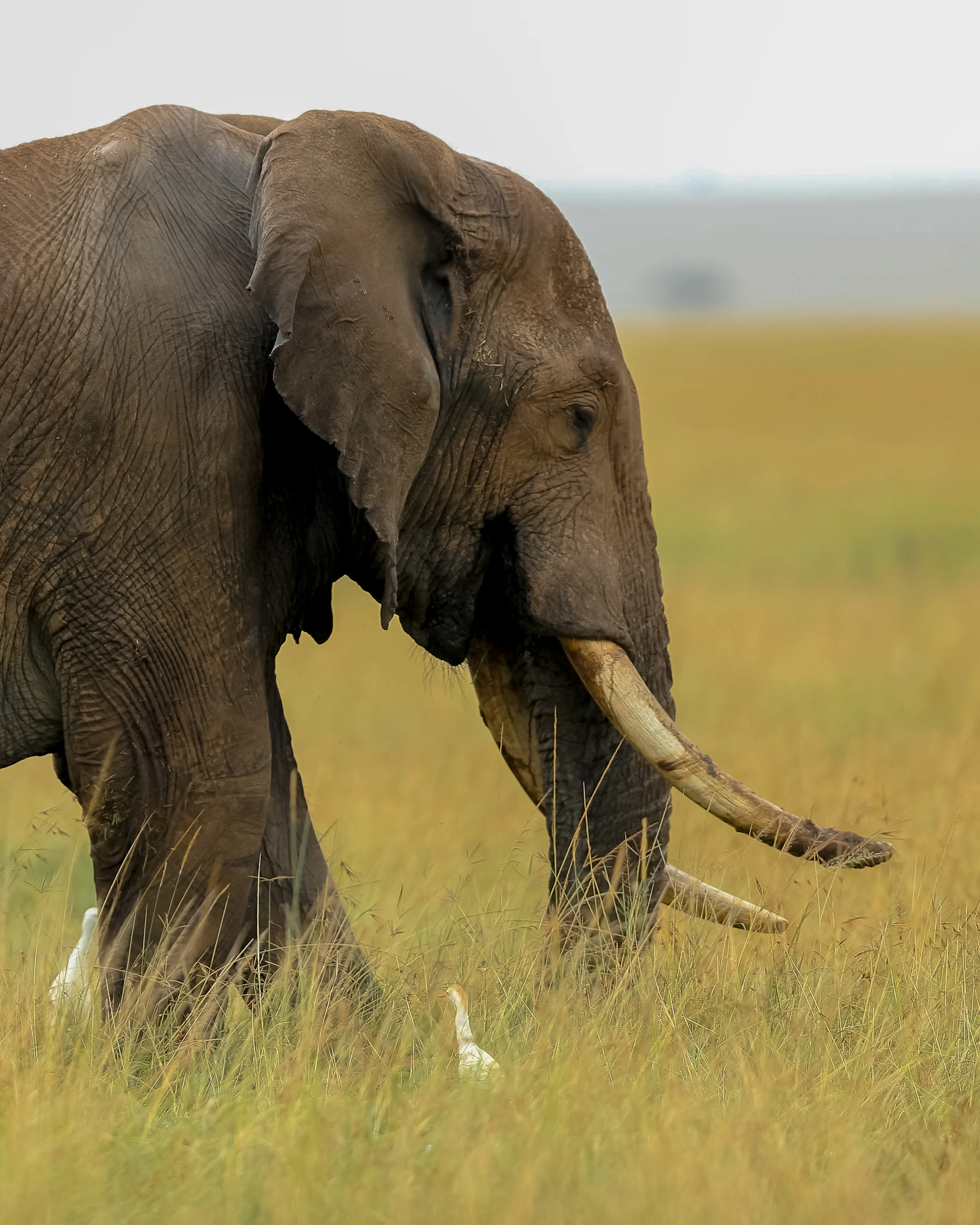 African Elephant-0659.jpg