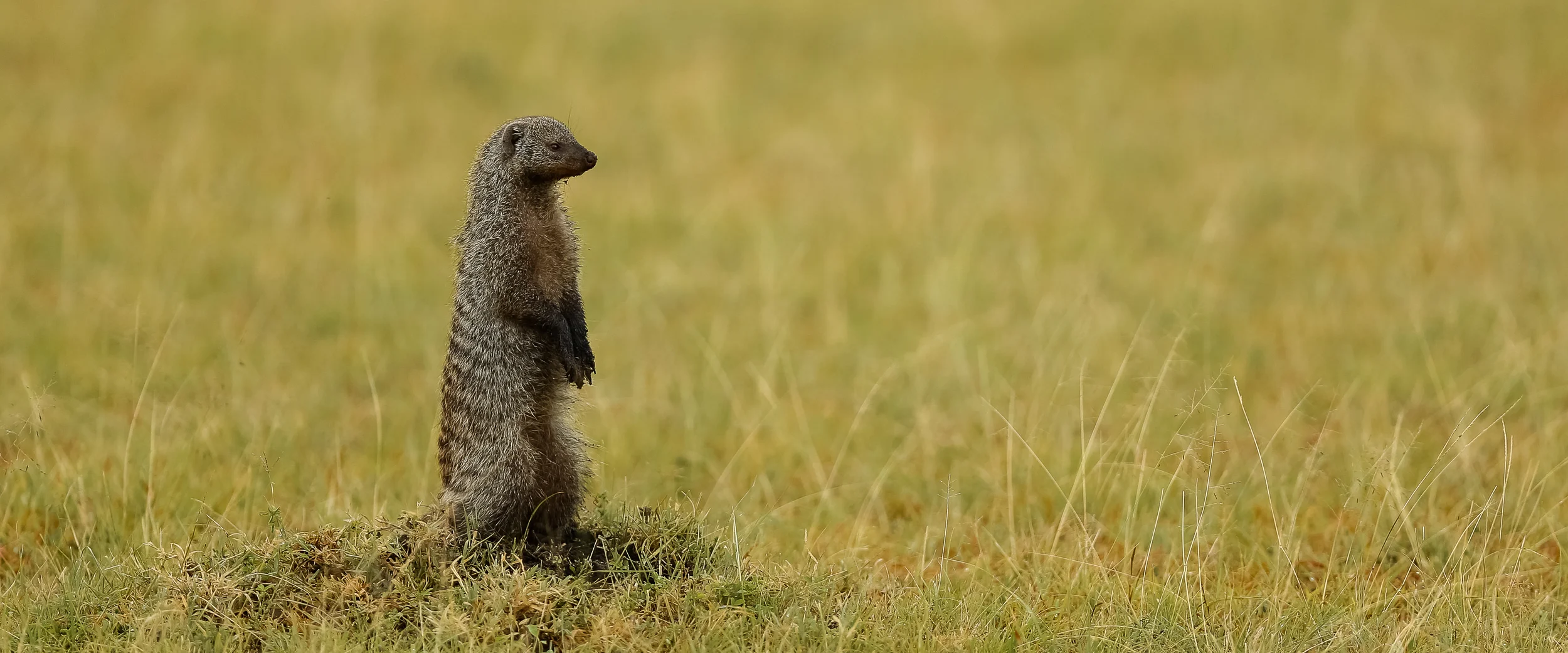 Banded Mongoose-1997.jpg