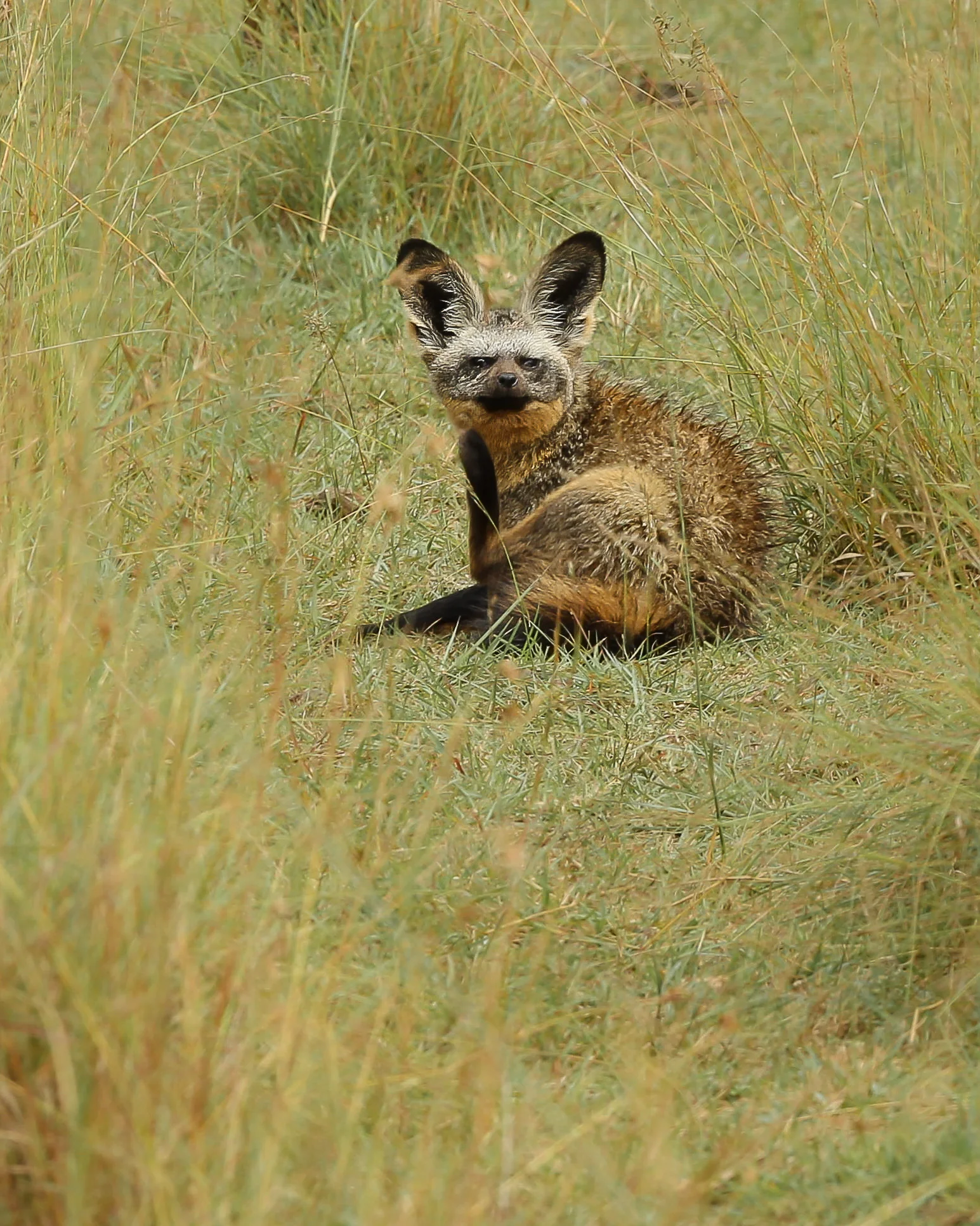 Bat-Eared Fox-0711.jpg