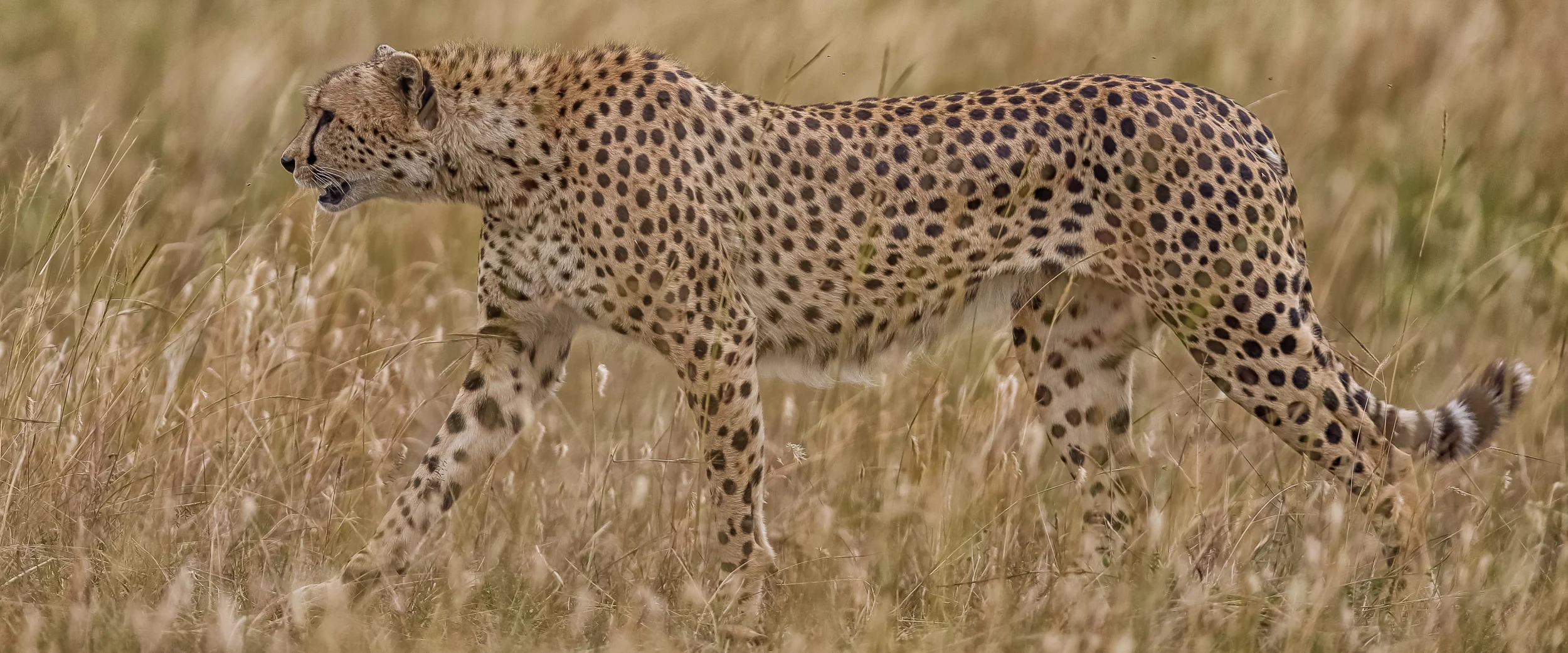 Cheetah-1551.jpg