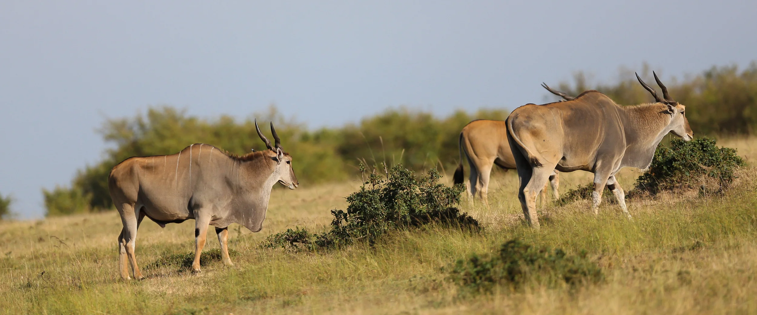 Eland-1698.jpg