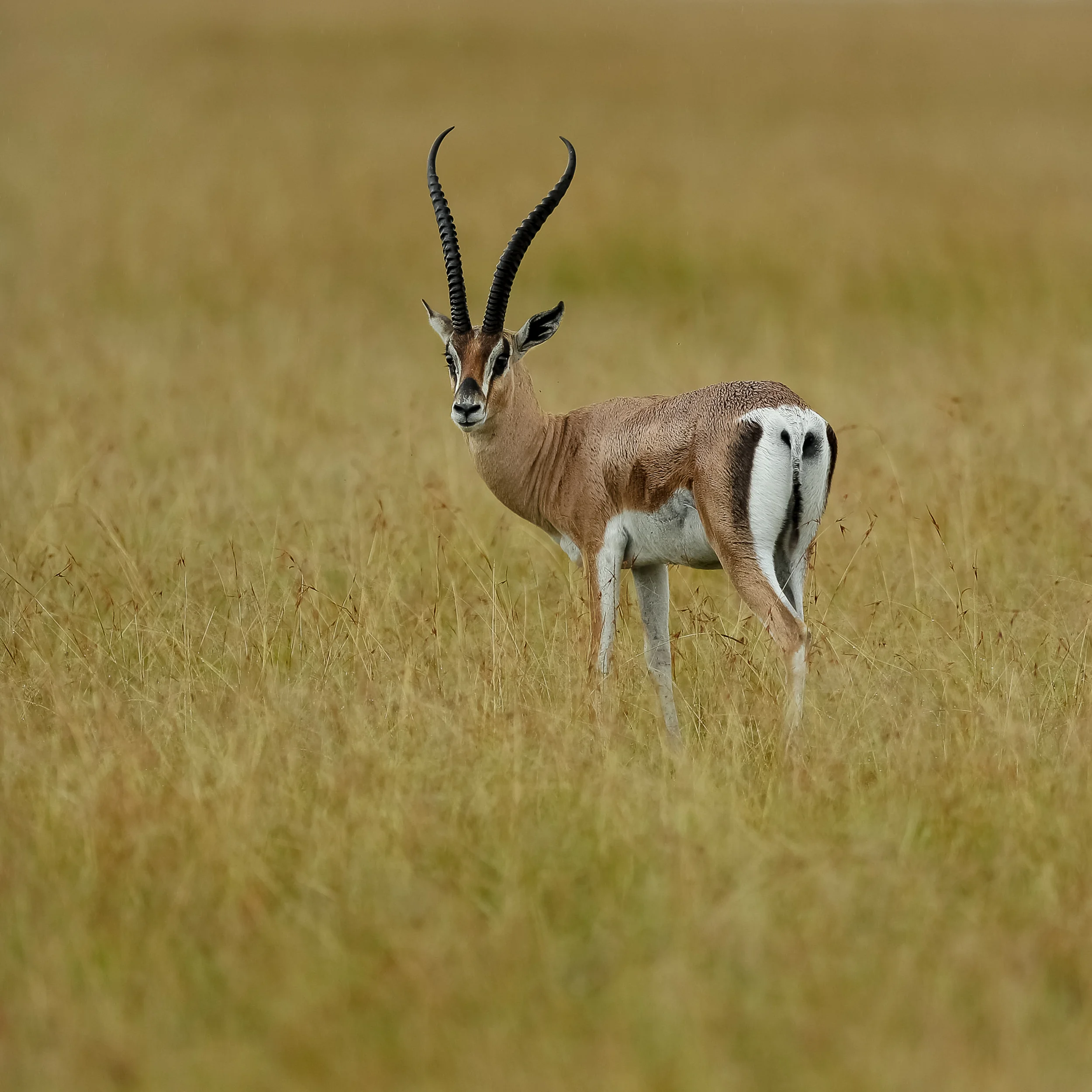 Grant's Gazelle-1965.jpg