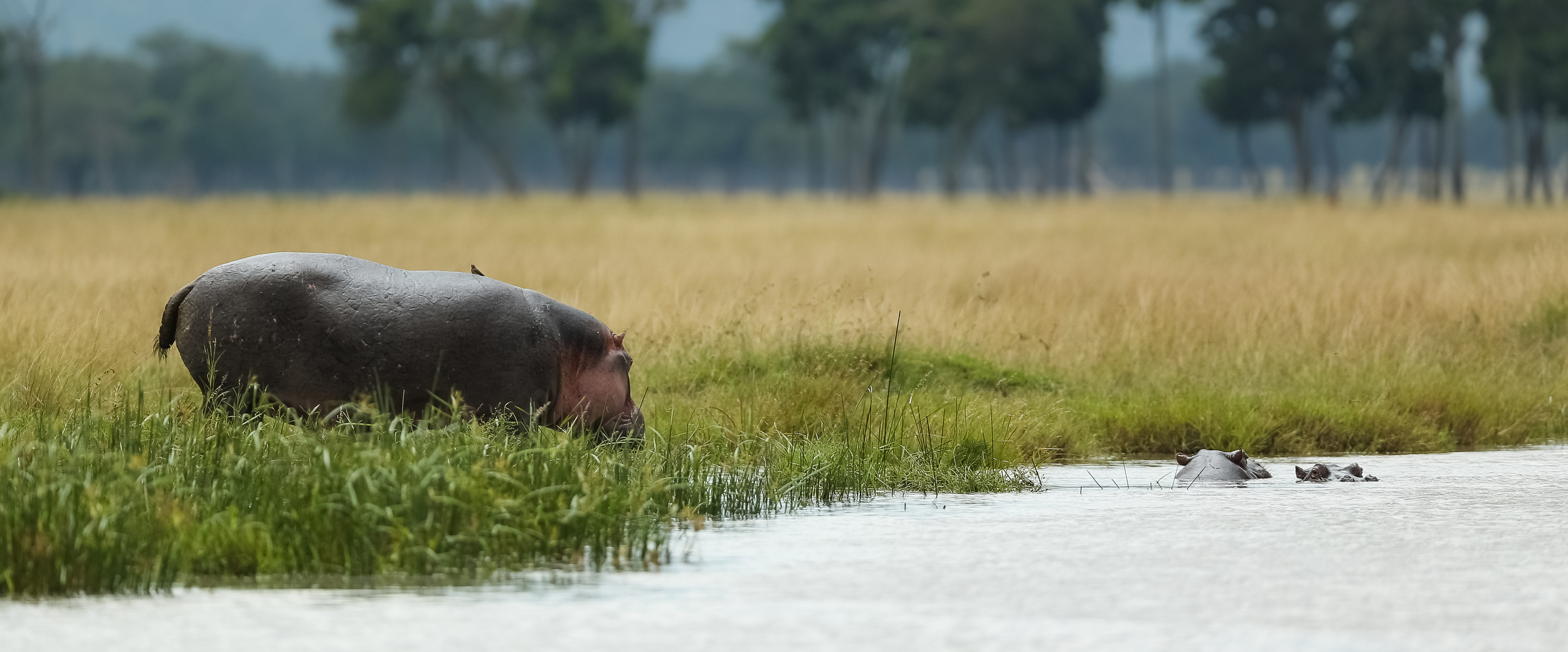 Hippopotamus in the marsh-0741.jpg