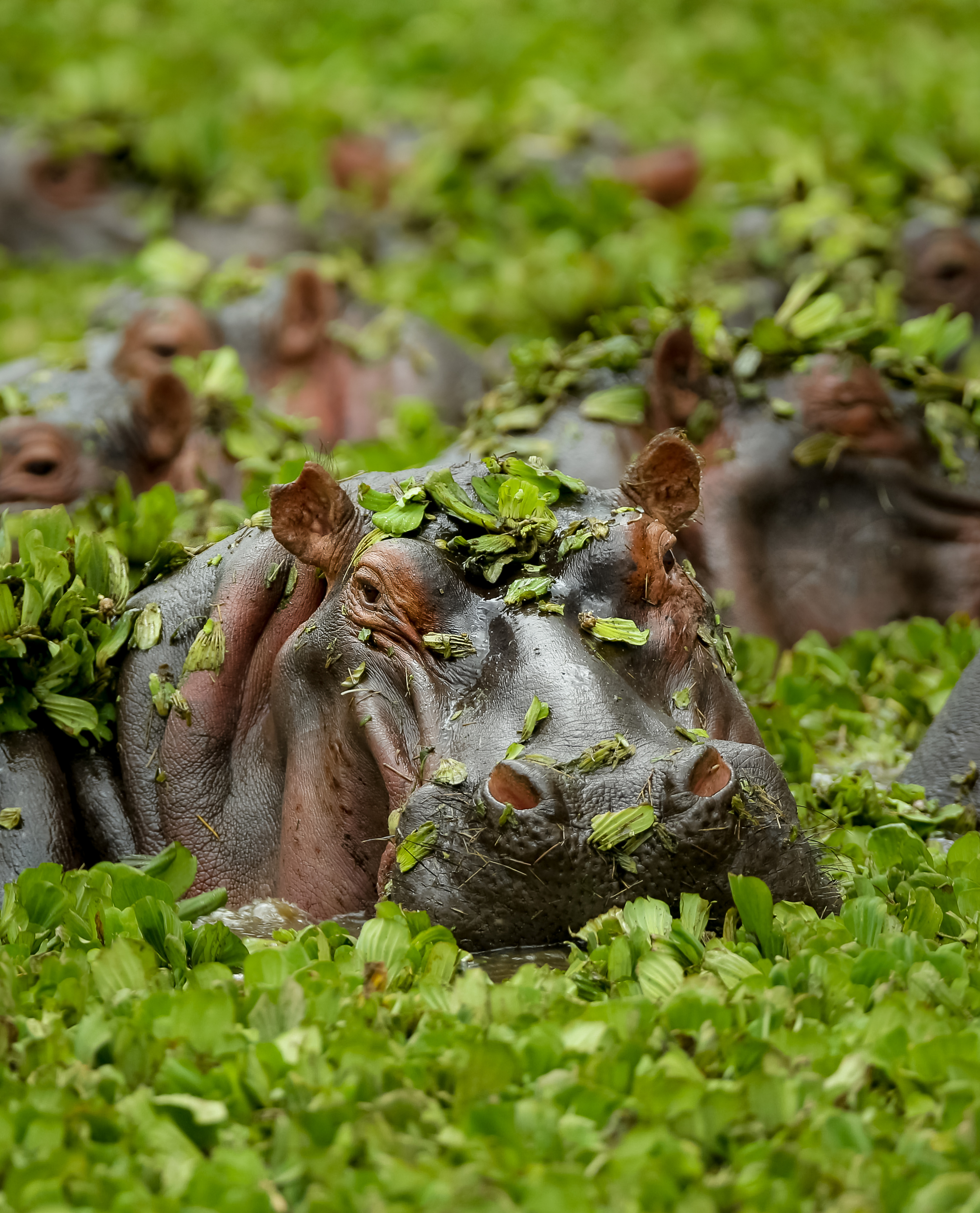 Hippopotamus in the marsh-0780.jpg