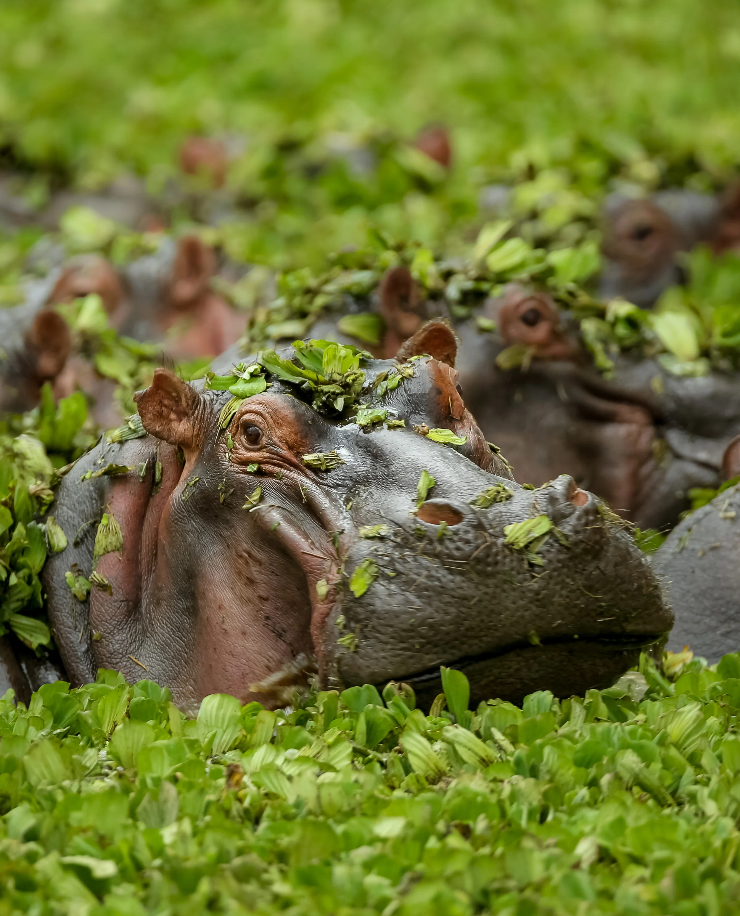 Hippopotamus in the marsh-0778.jpg