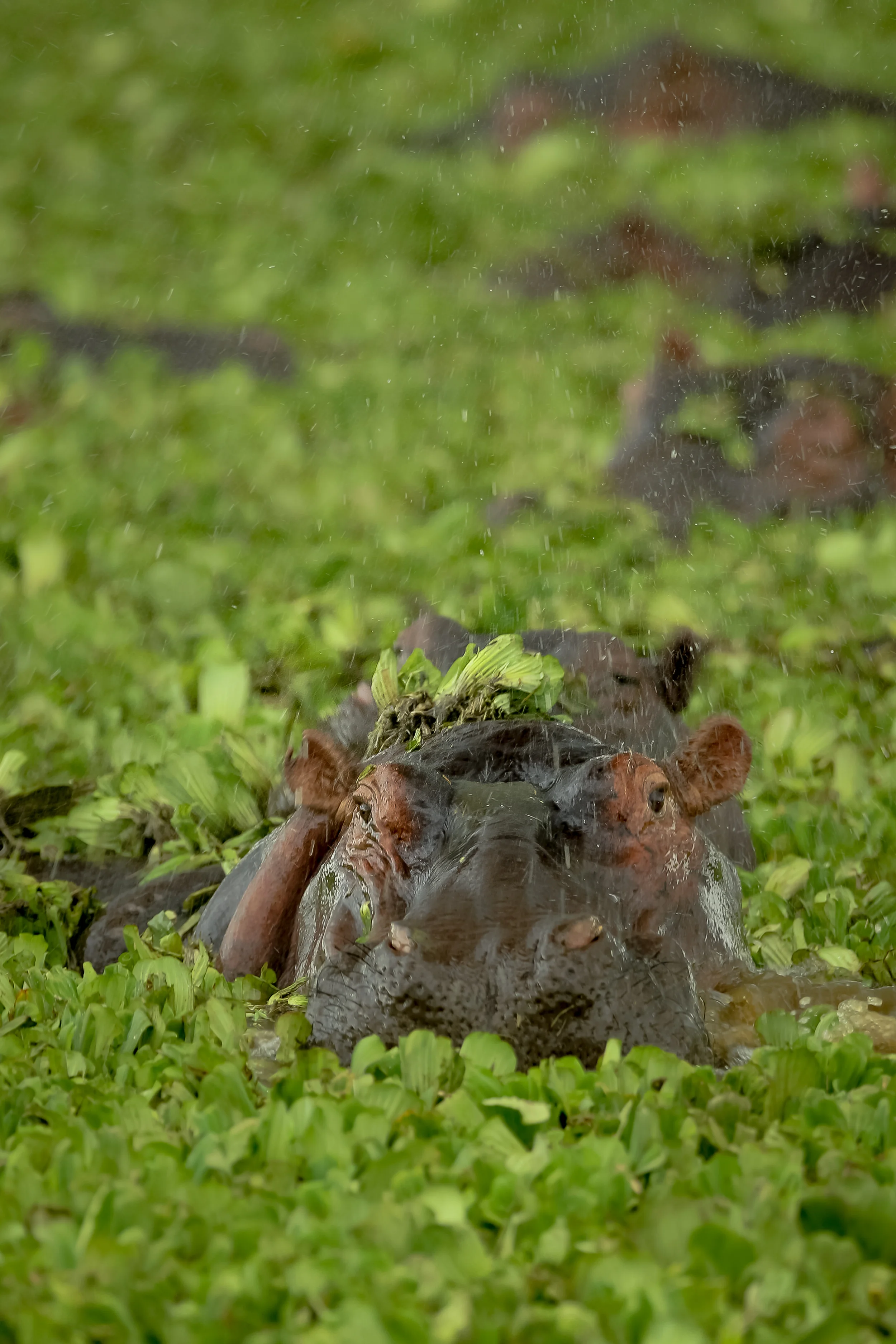 Hippopotamus in the marsh-0795.jpg