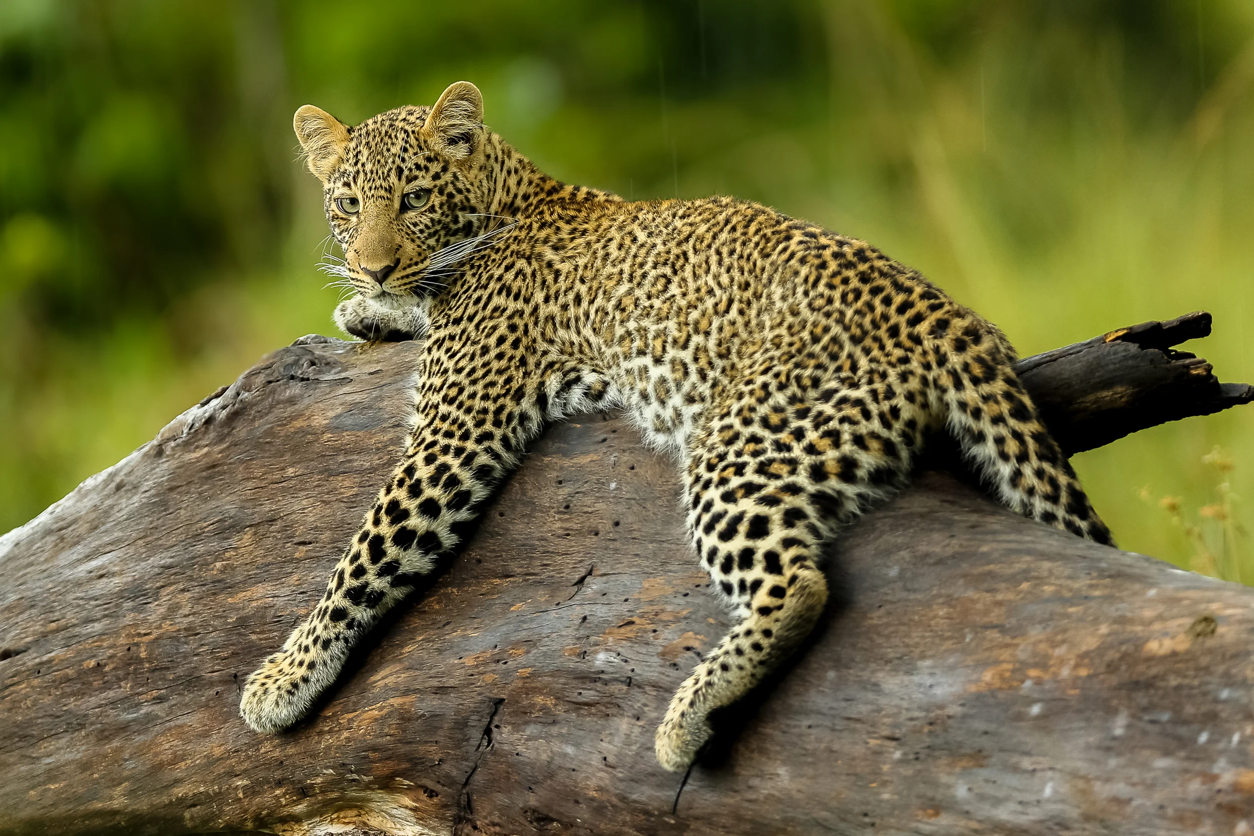 Leopard on tree in Masai Mara 1-0596.jpg