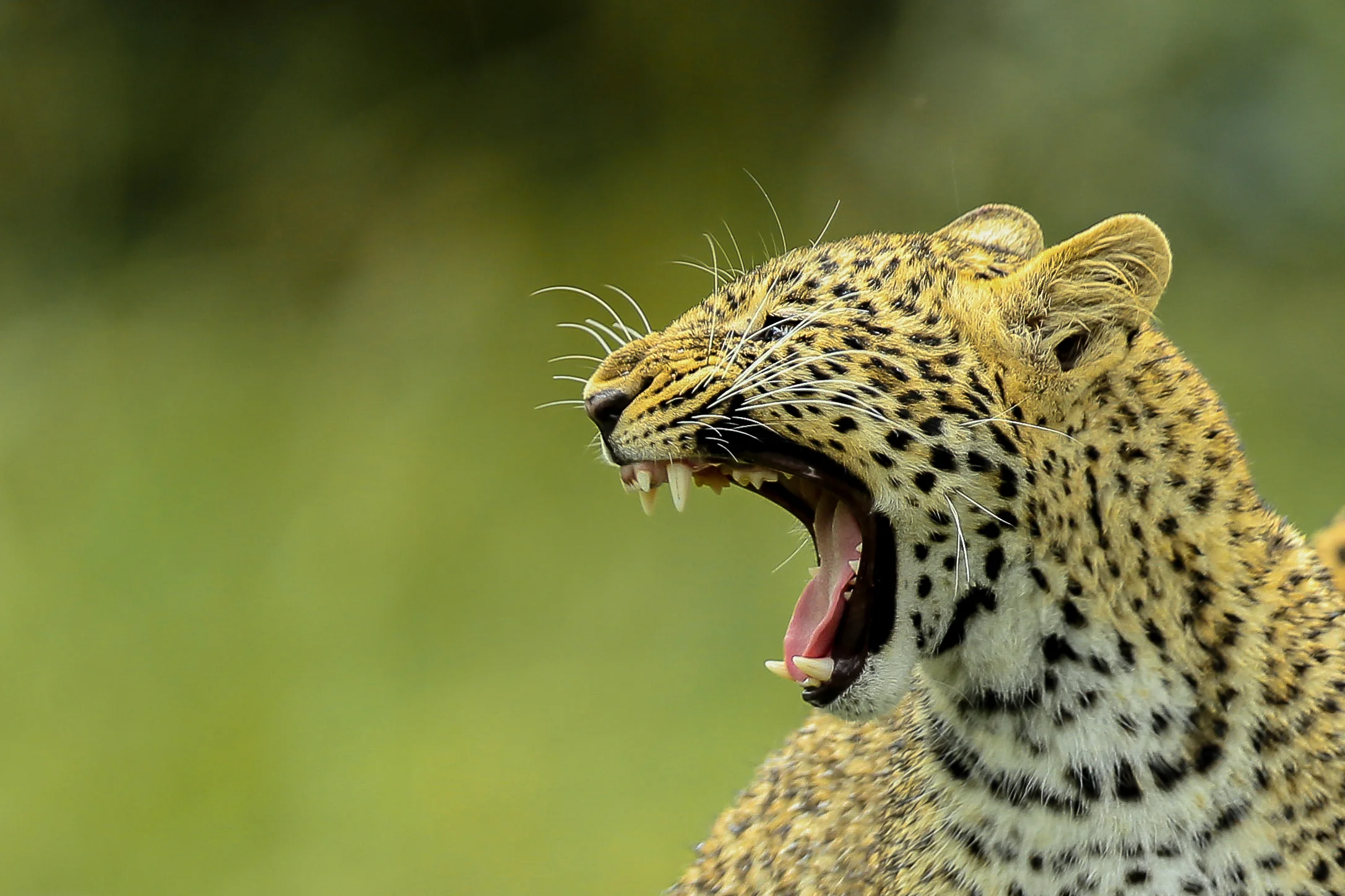 Leopard on tree in Masai Mara Head shot-0441.jpg