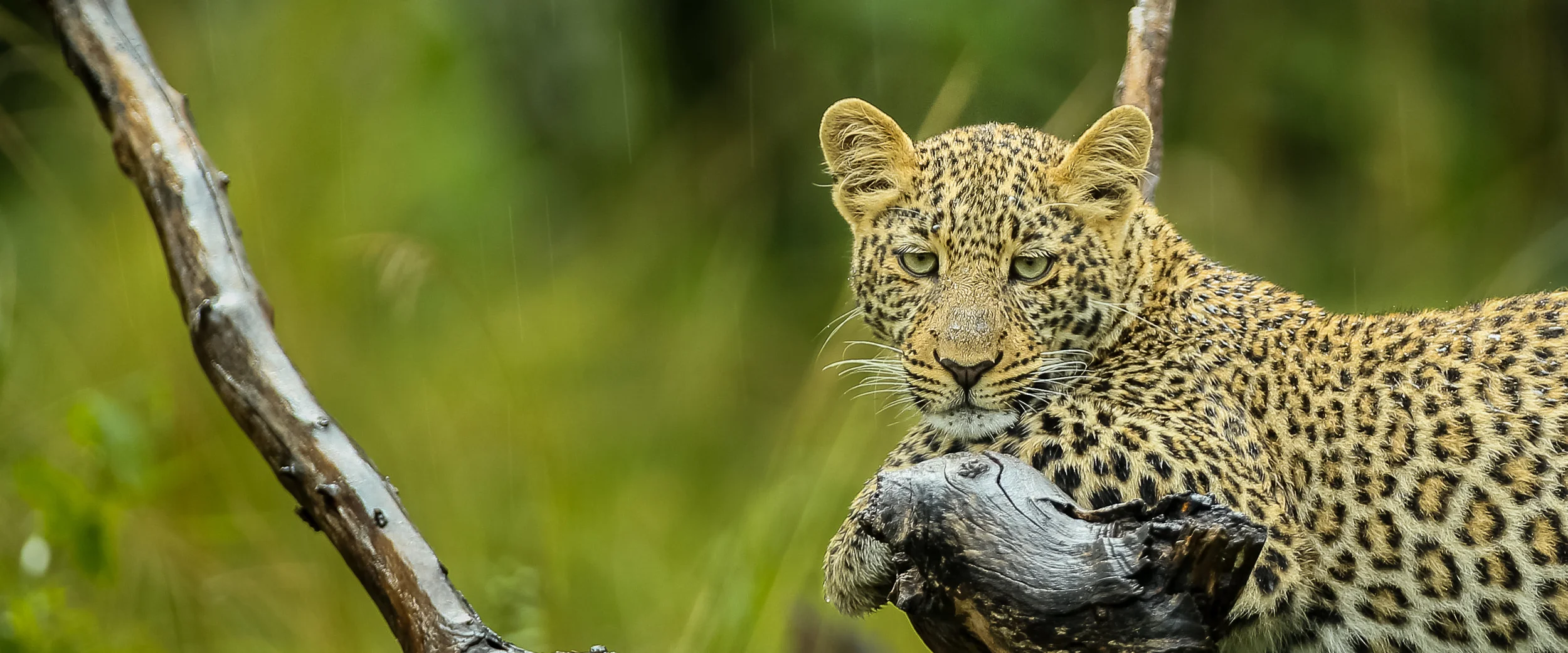Leopard on tree in Masai Mara-0376.jpg