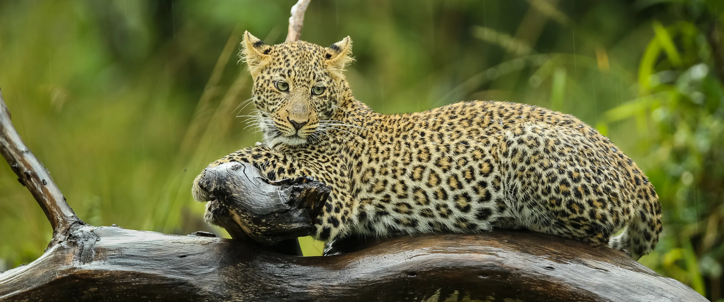 Leopard on tree in Masai Mara-0362.jpg