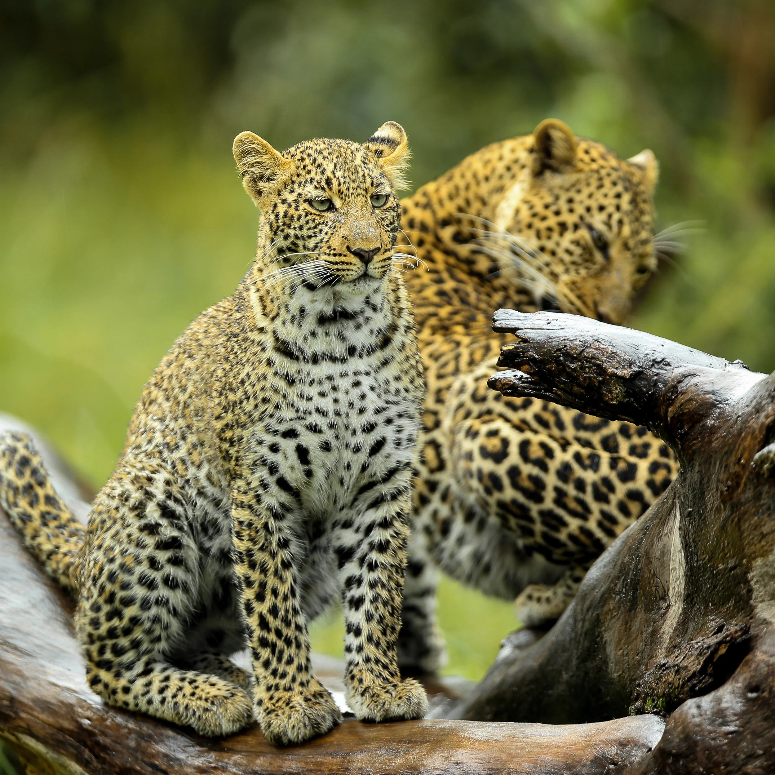 Leopard on tree in Masai Mara-0442.jpg