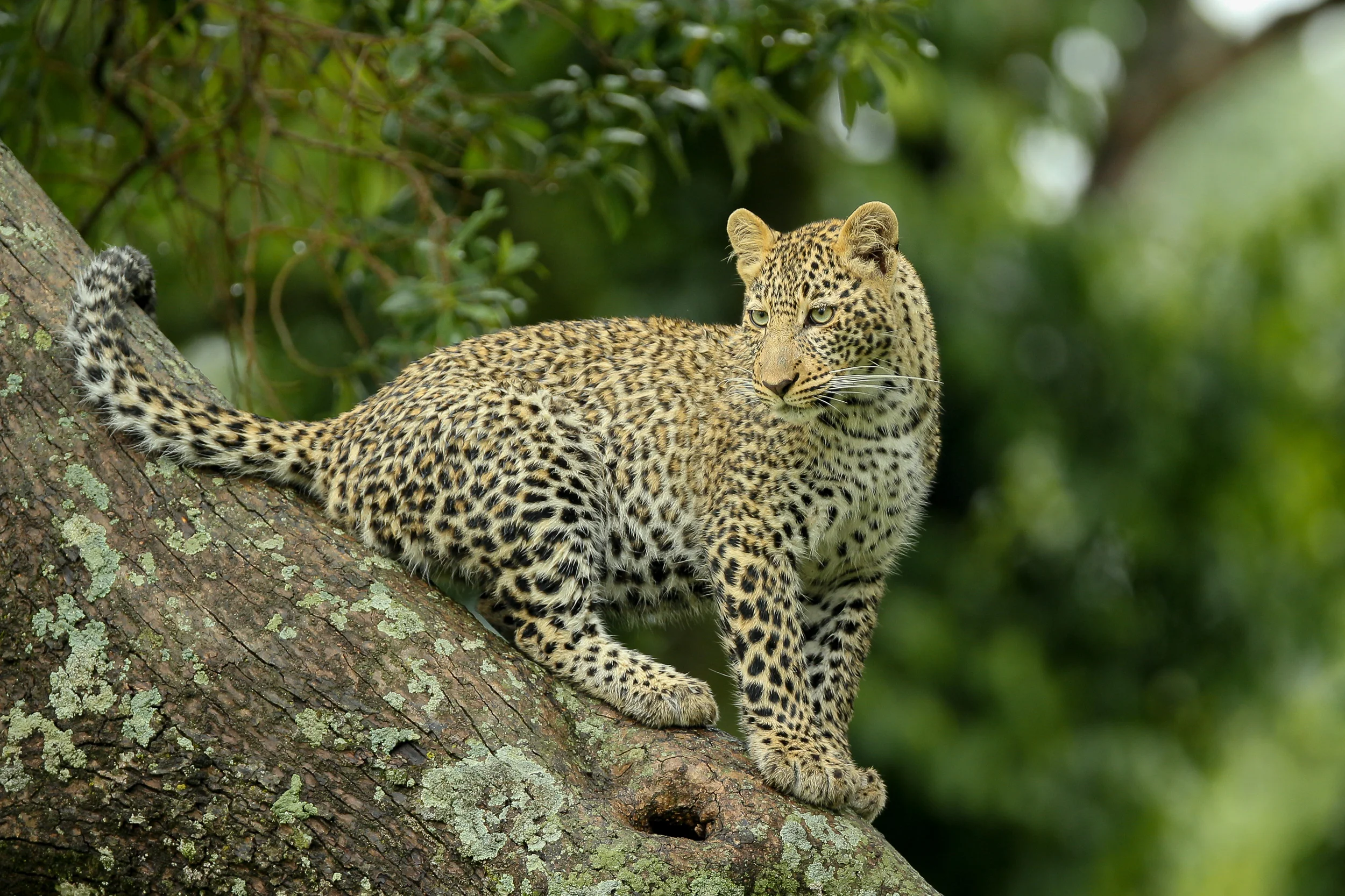 Leopard on tree in Masai Mara-0535.jpg