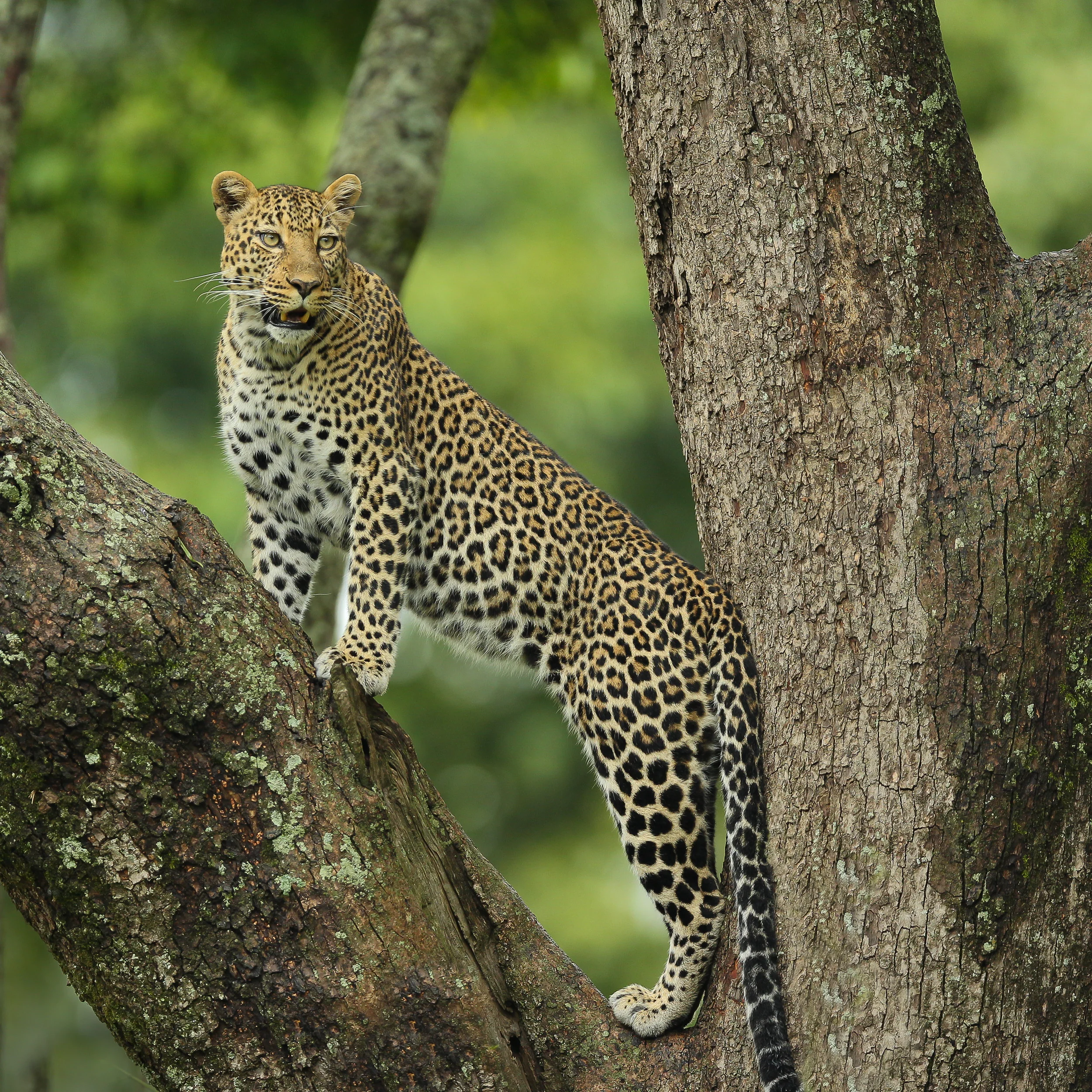 Leopard Romi on tree in Masai Mara-0575.jpg