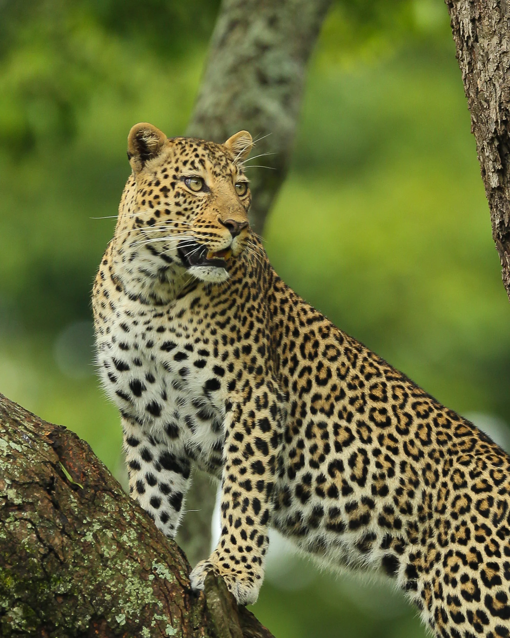 Leopard Romi on tree in Masai Mara-0576.jpg