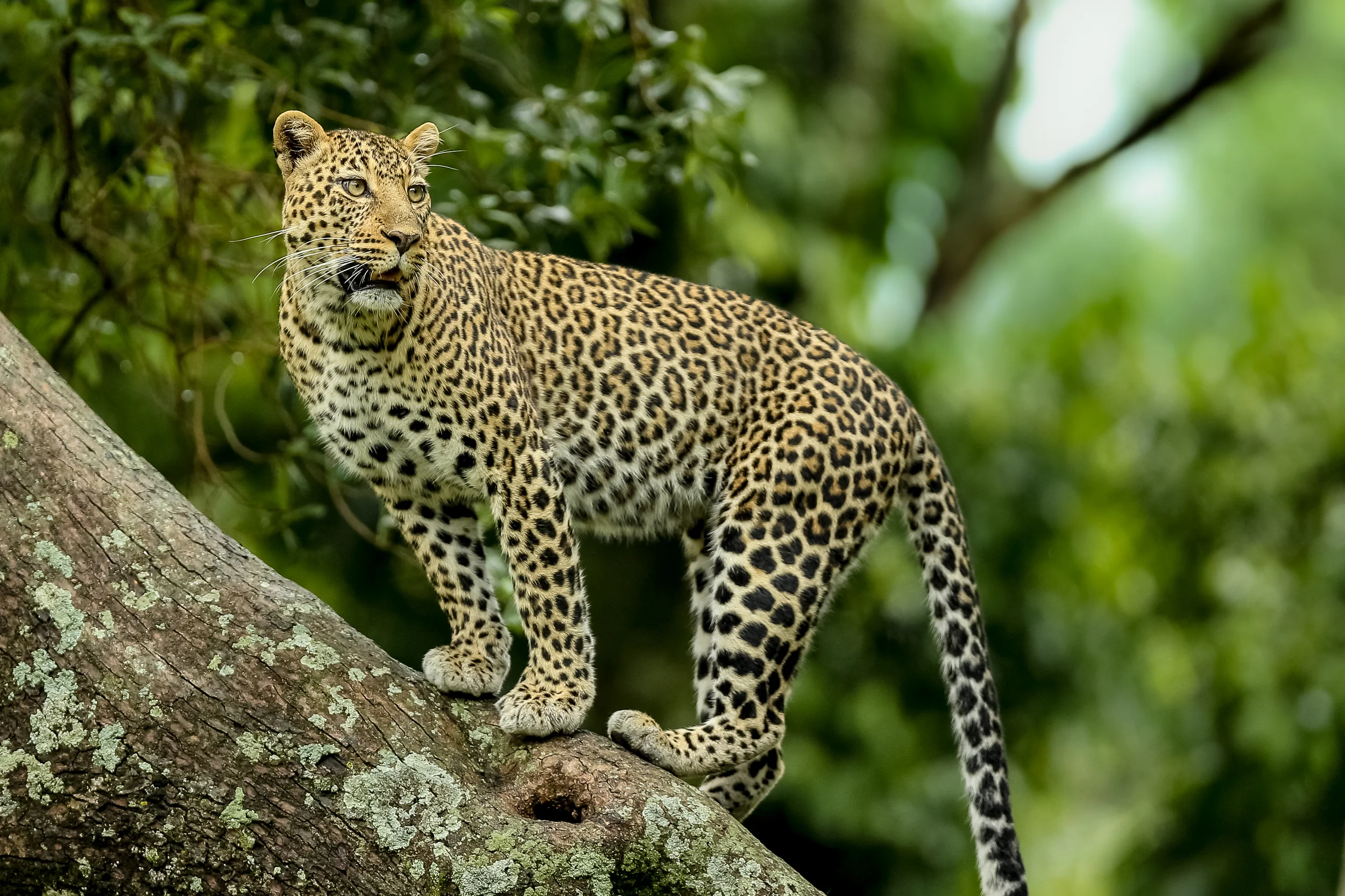 Leopard Romi on tree in Masai Mara-0579.jpg