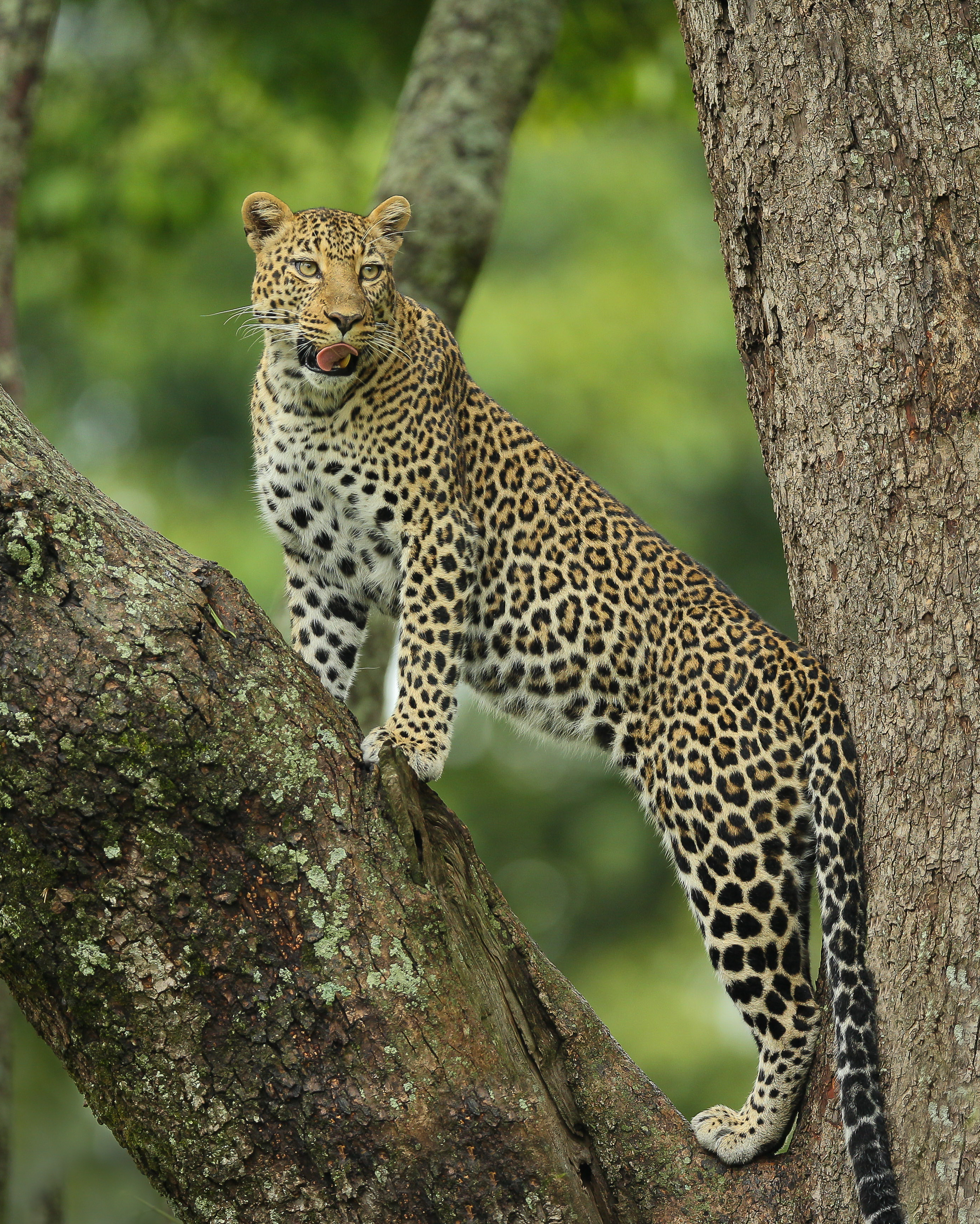 Leopard Romi on tree in Masai Mara-0574.jpg