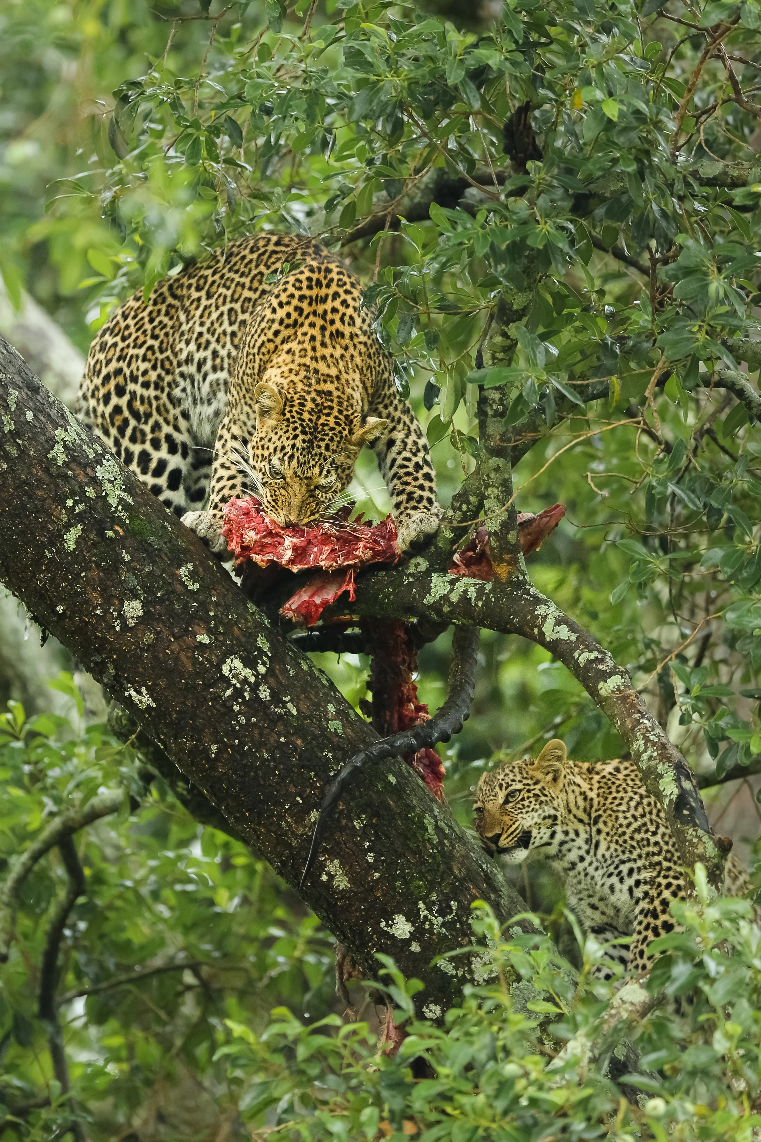 Leopards in tree with kill - Masai Mara-0615.jpg