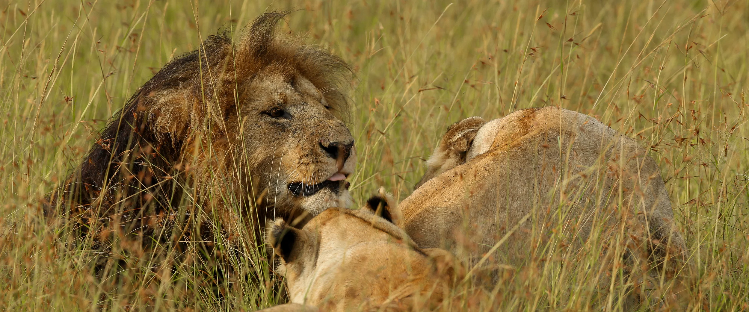 Lipstick - Marsh Pride Lion-0975.jpg