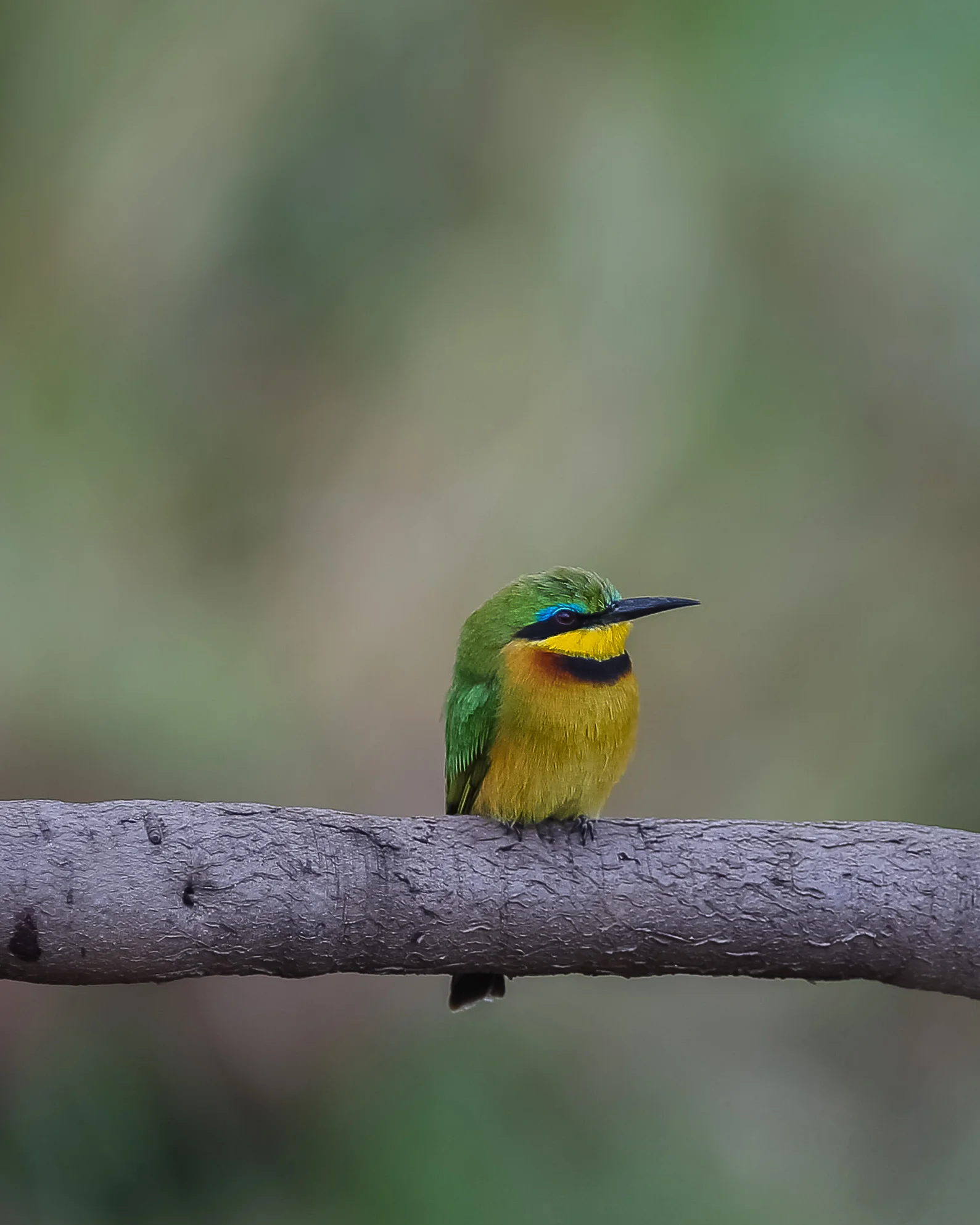 Little Bee-Eater-1813.jpg