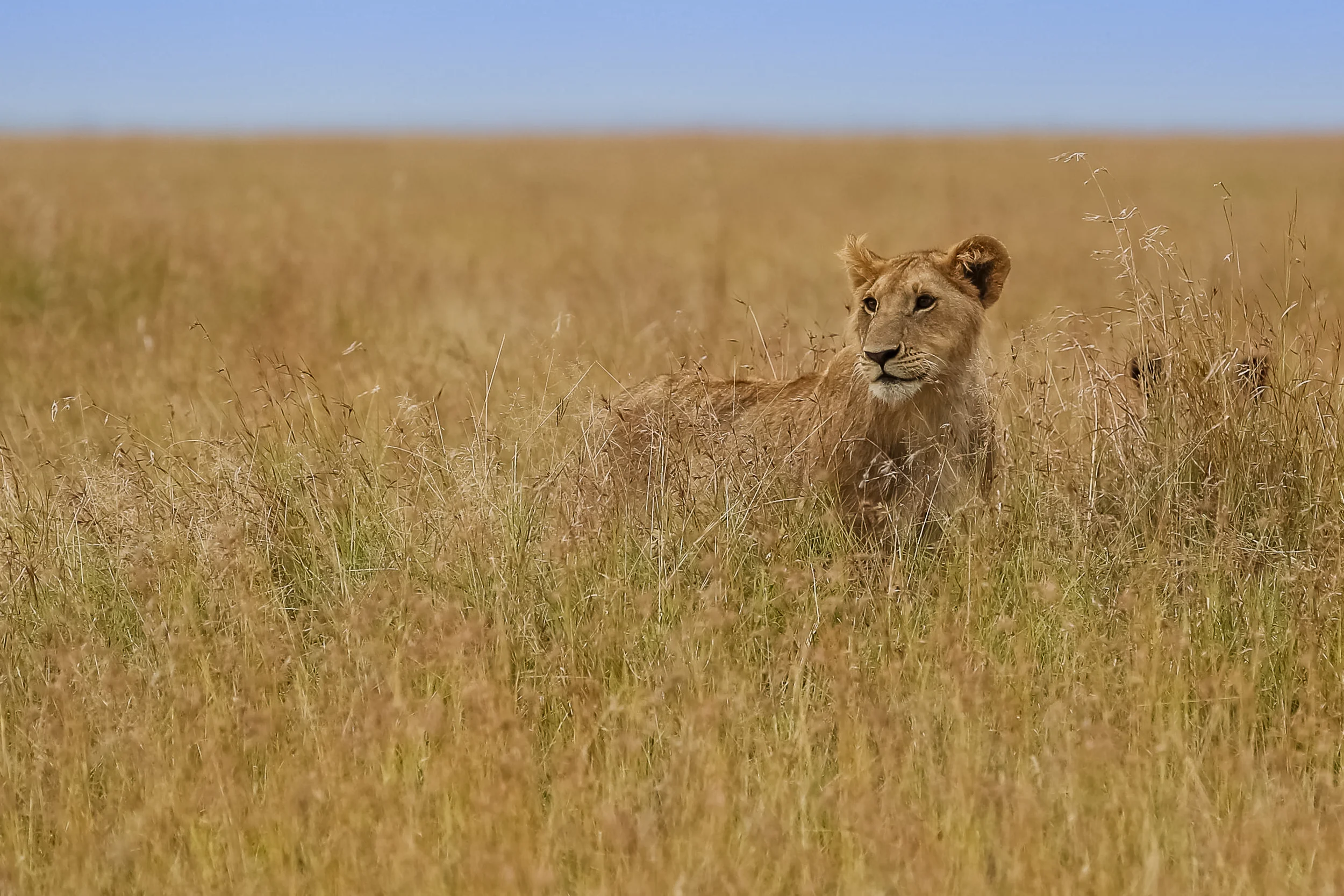 Marsh Pride Lion - Masai Mara-0189.jpg