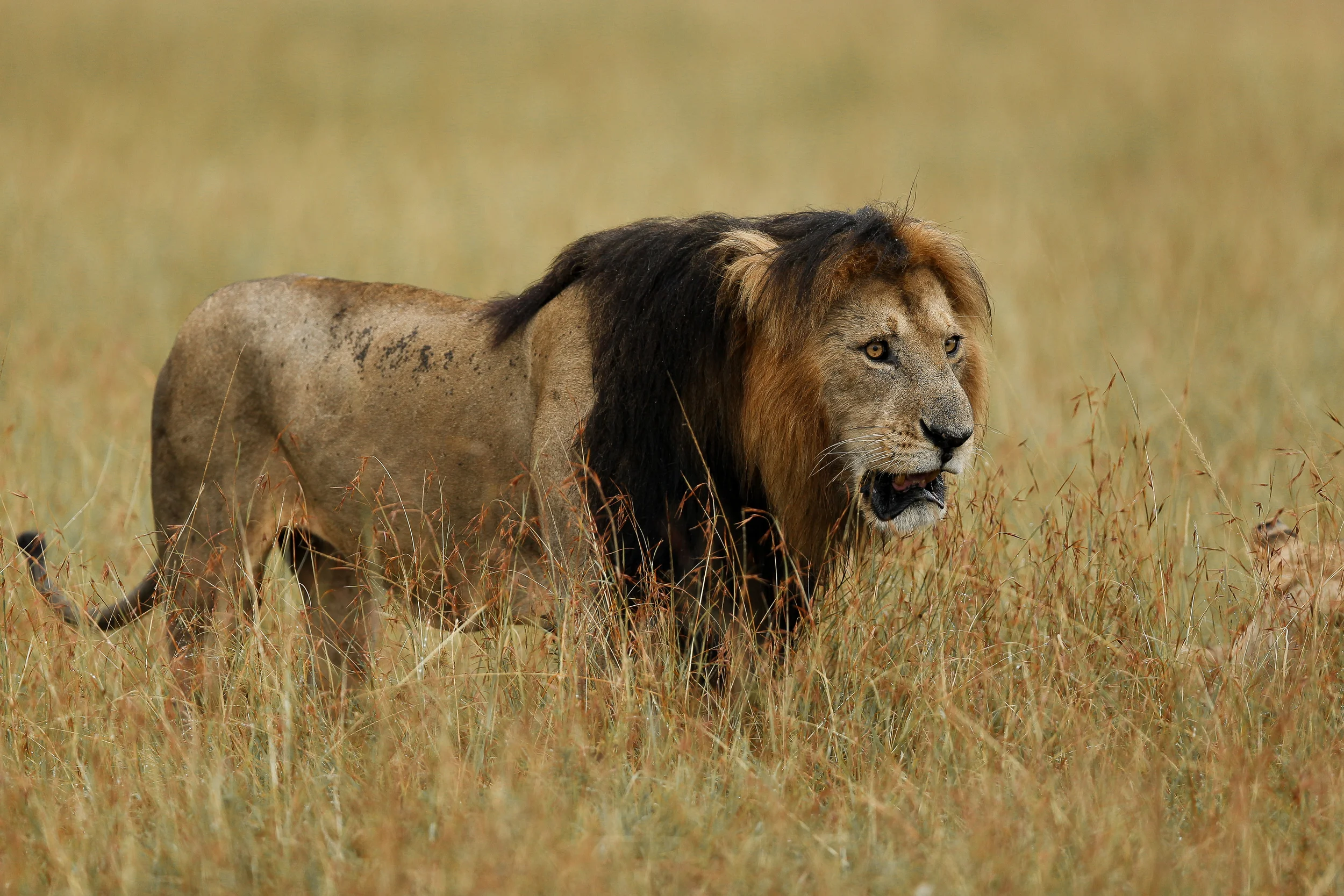 Marsh Pride Lion - Blackie-1945.jpg