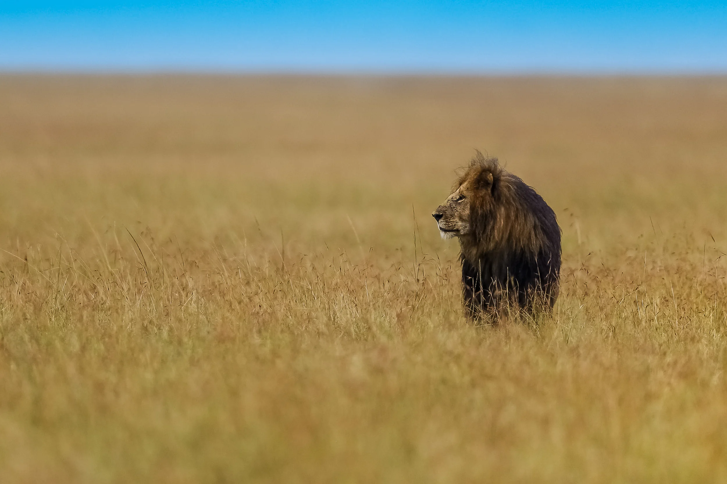 Masai Mara Marsh Pride Male Lion Lipstick-1863.jpg