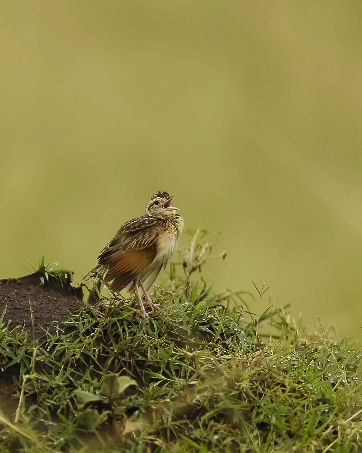 Short Toed Lark-0634.jpg