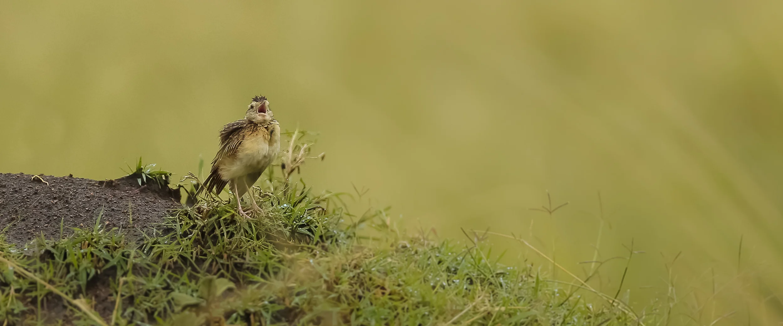 Short Toed Lark-0638.jpg