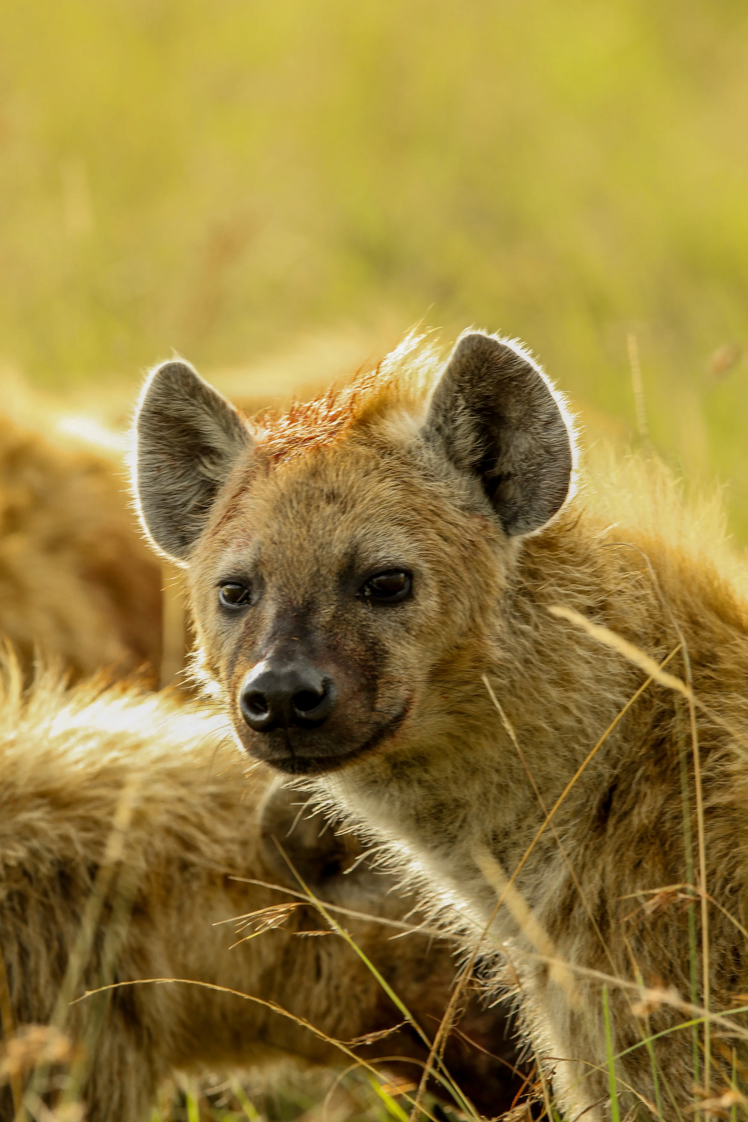 Spotted Hyena at a kill-0851.jpg