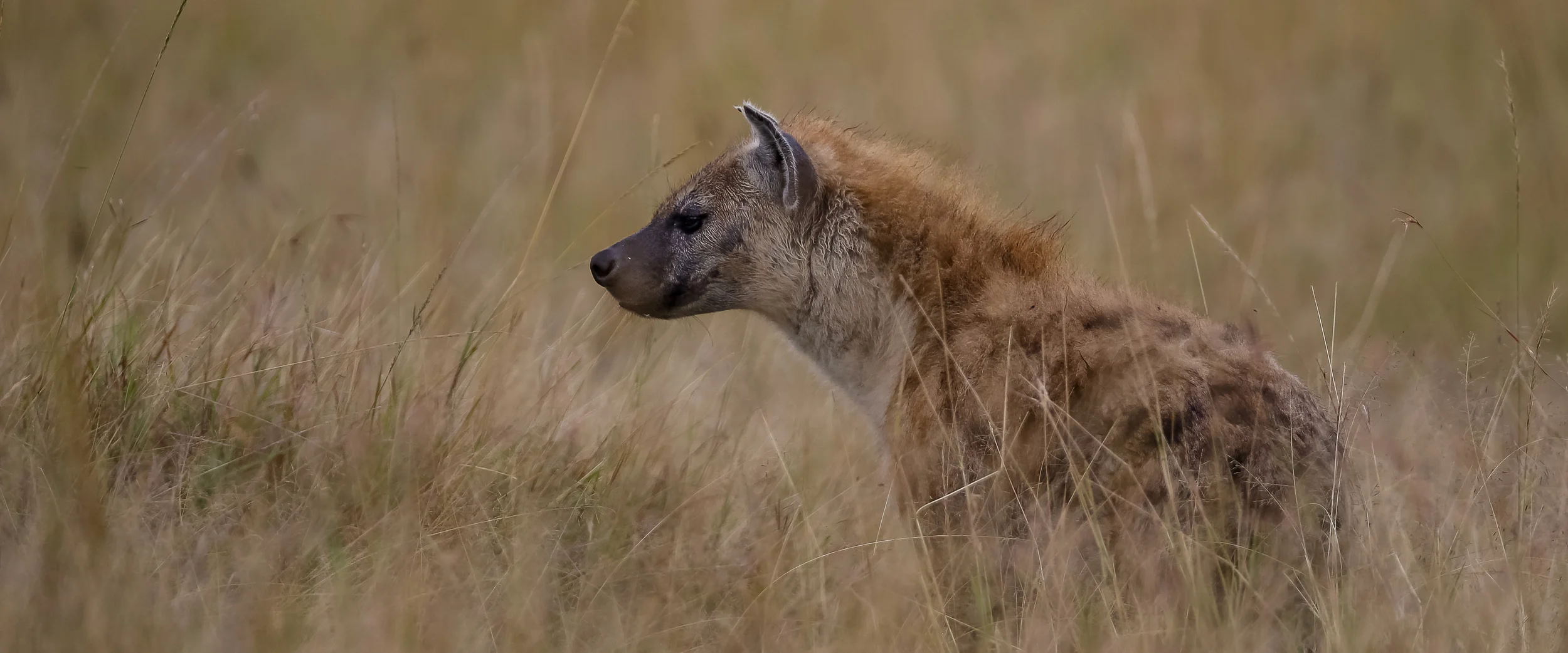 Spotted Hyena-1806.jpg