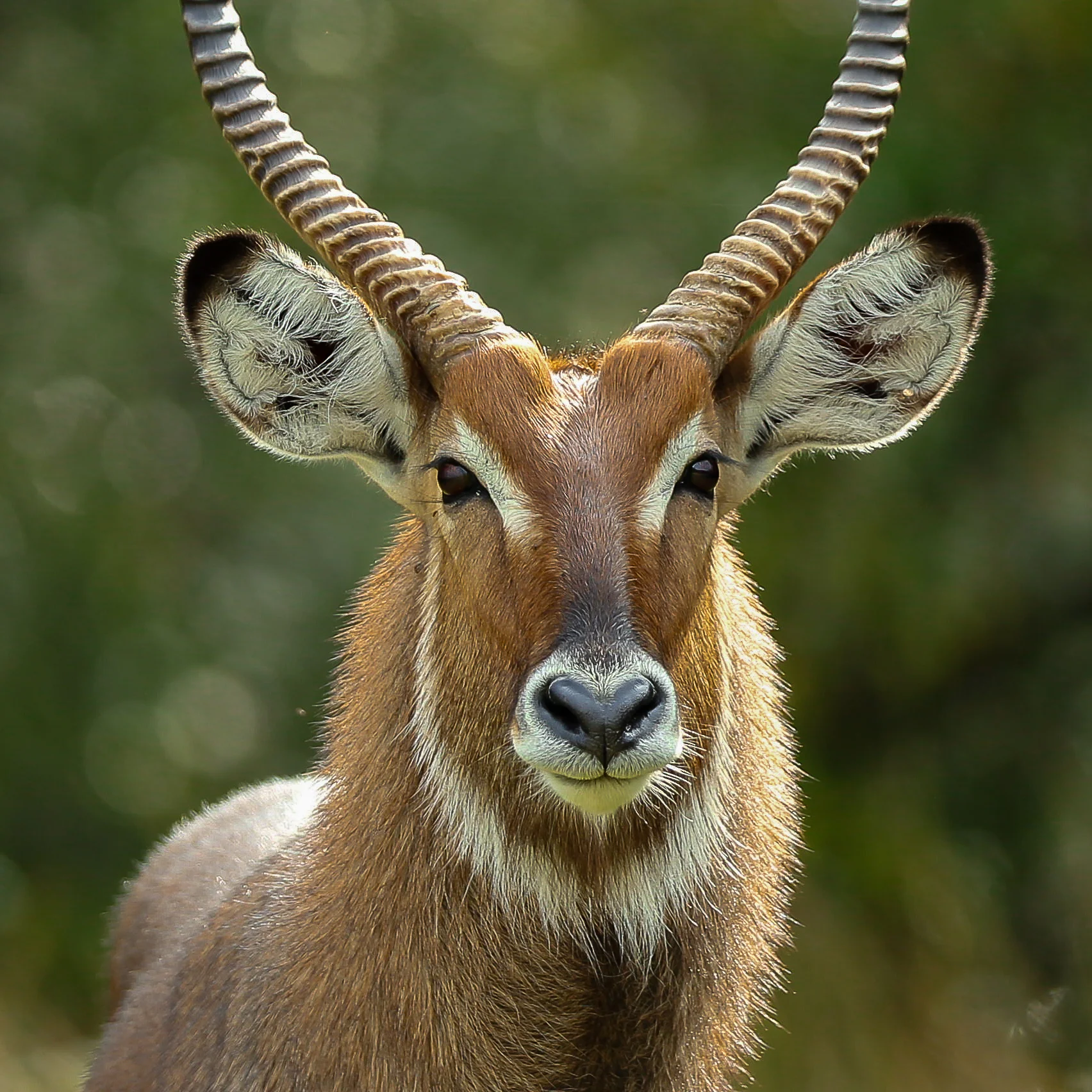 Waterbuck-1027.jpg